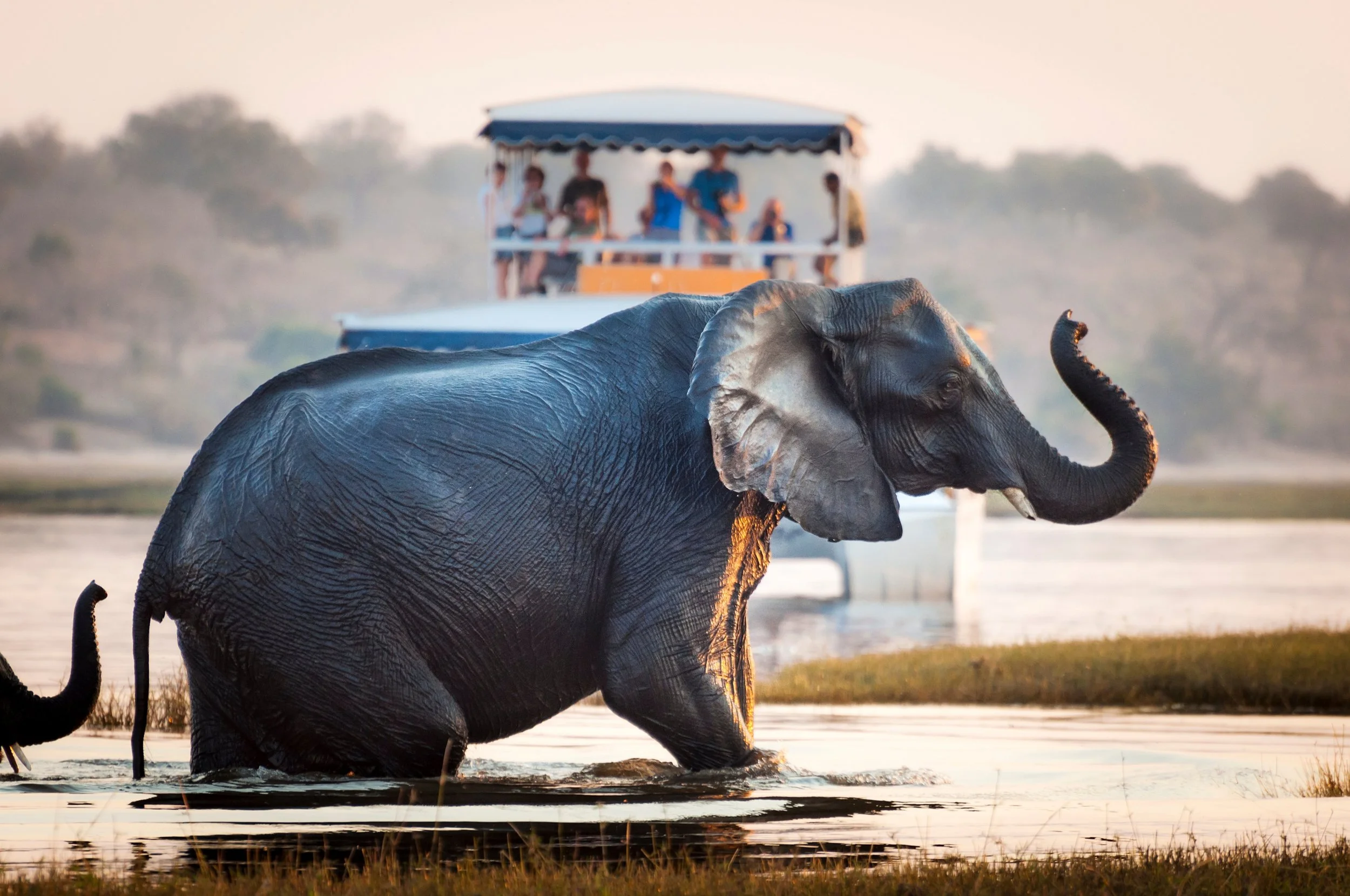 Tour cruise watching elephant in Chobe river.jpg