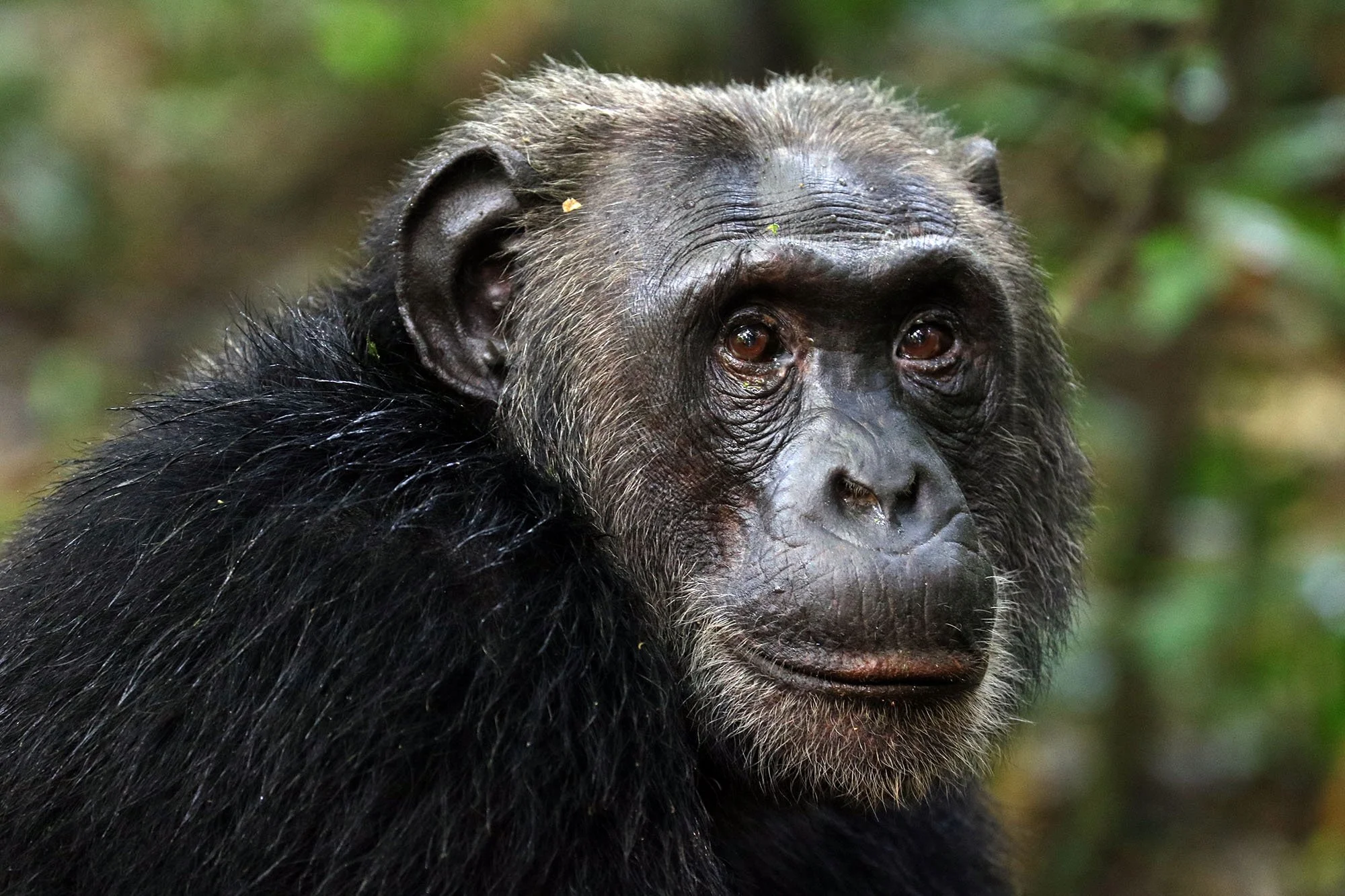 Chimp_0227 Credit Graham Allan.jpg