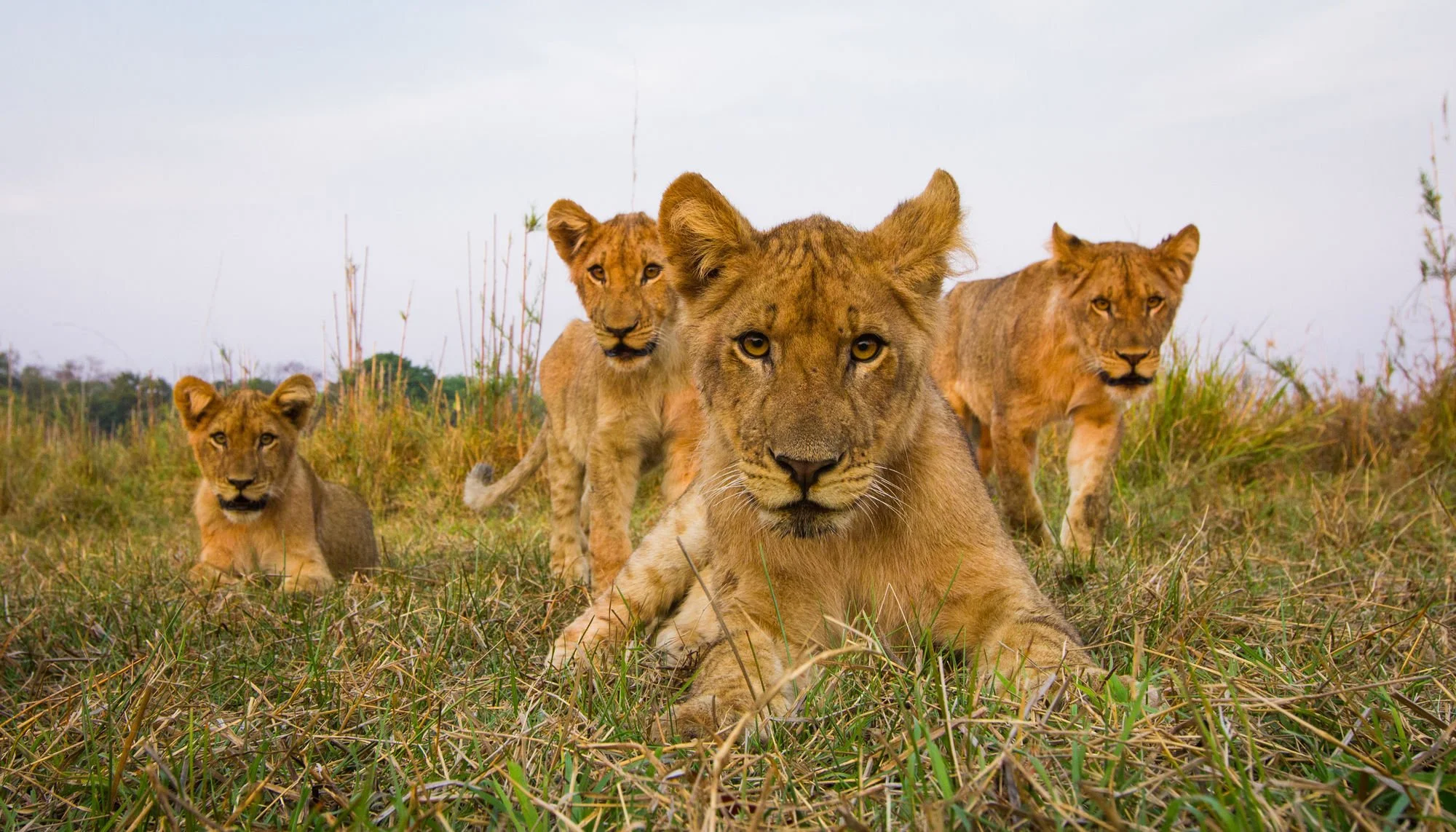 Bushcamp Company - wildlife in south Luangwa np (8).jpg