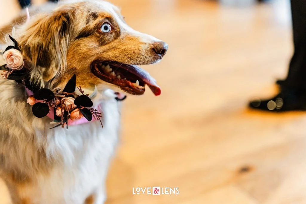 A close-up of a cute dog with blue eyes and a floral collar, standing on a wooden floor.