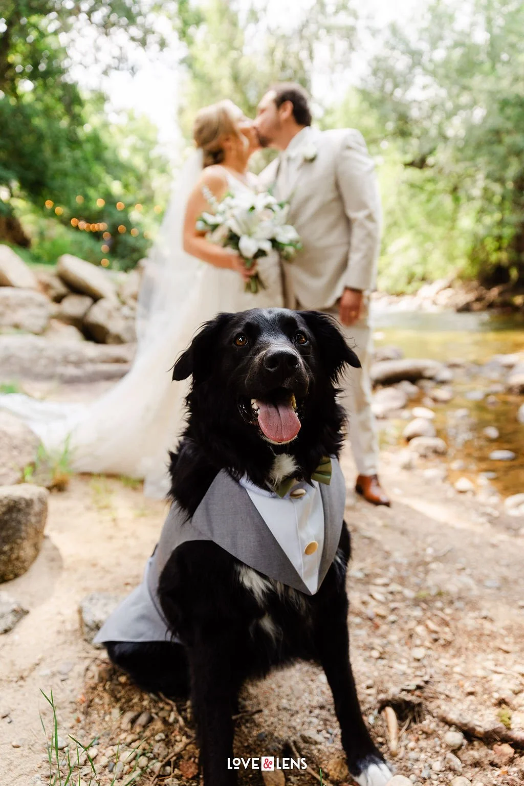 A black dog in a tuxedo sitting outdoors with a wedding couple kissing in the background.