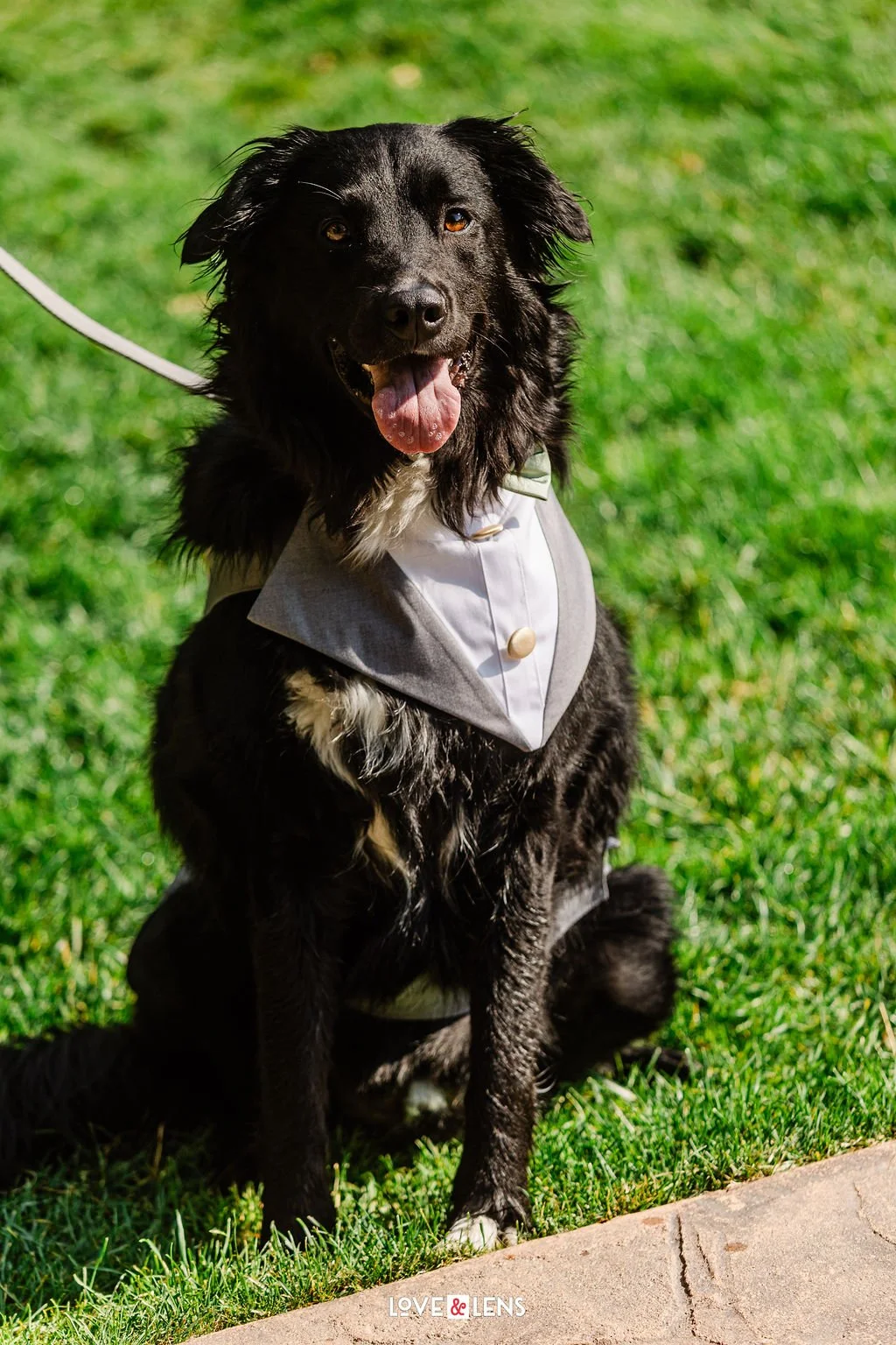 A black dog with white markings on its chest and paws, sitting on grass, wearing a tuxedo with a bow tie, outdoors on a sunny day.