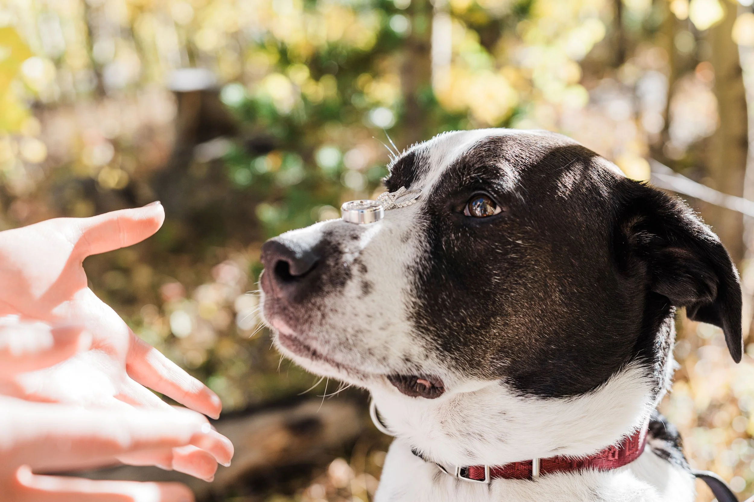 A black and white dog with a ring on its nose, looking at a person's hand with fingers extended outdoors with blurred trees and sunlight in the background.