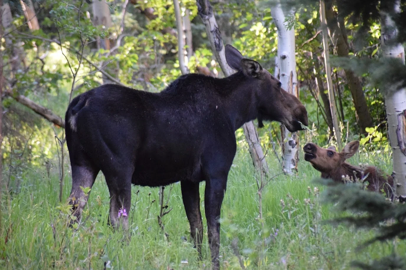 A moose and a young calf in a forest with green trees and grass.