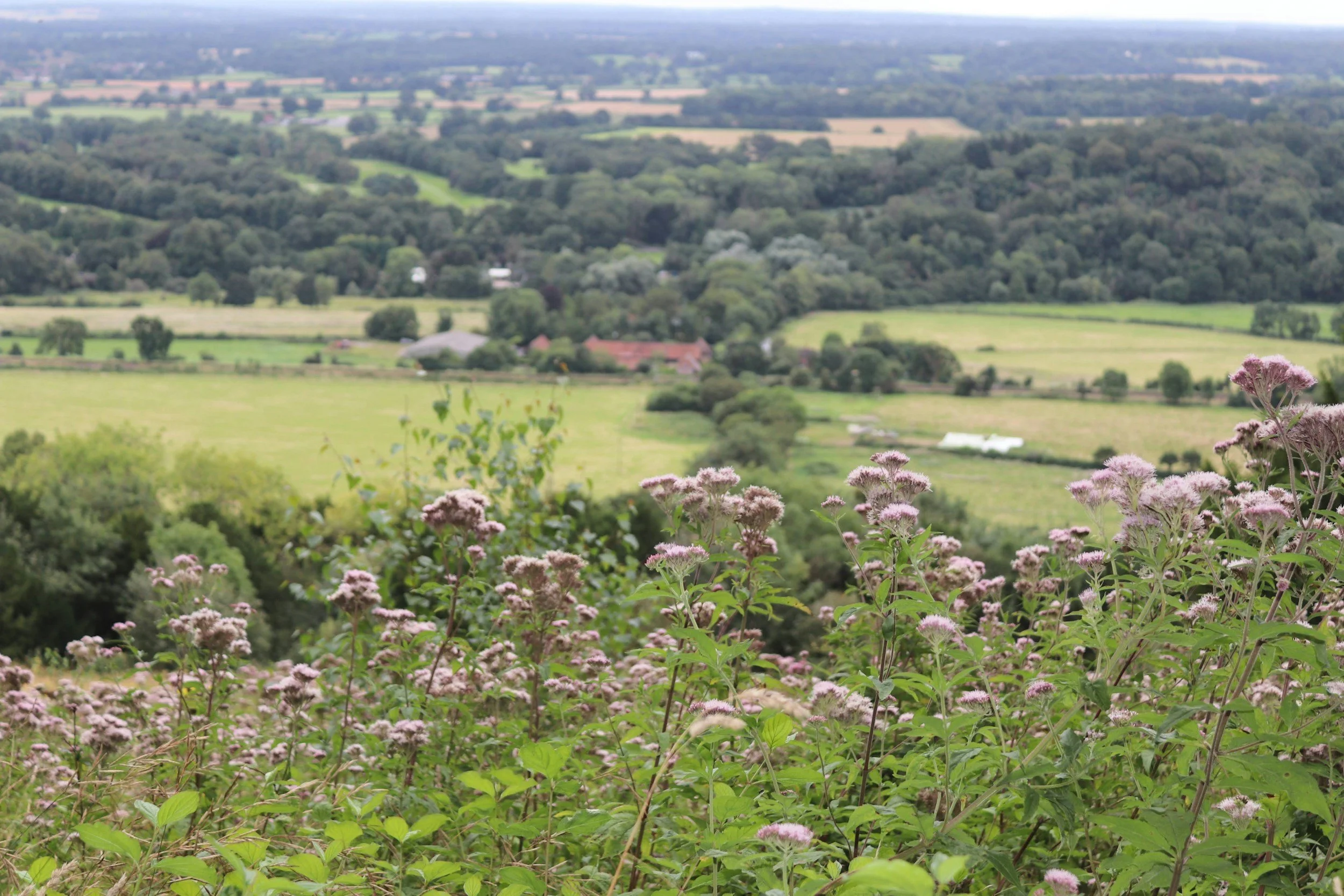View of a lush green countryside landscape with pink flowering plants in the foreground, rolling fields, trees, and scattered houses in the distance under a partly cloudy sky.