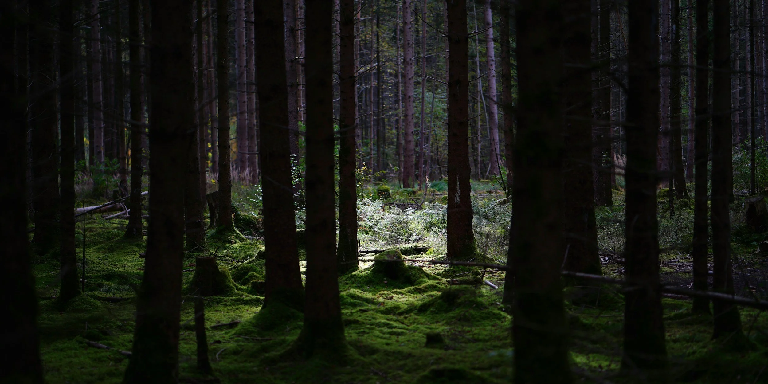 Dense forest with tall trees and moss-covered ground, dimly lit with sunlight filtering through the canopy.