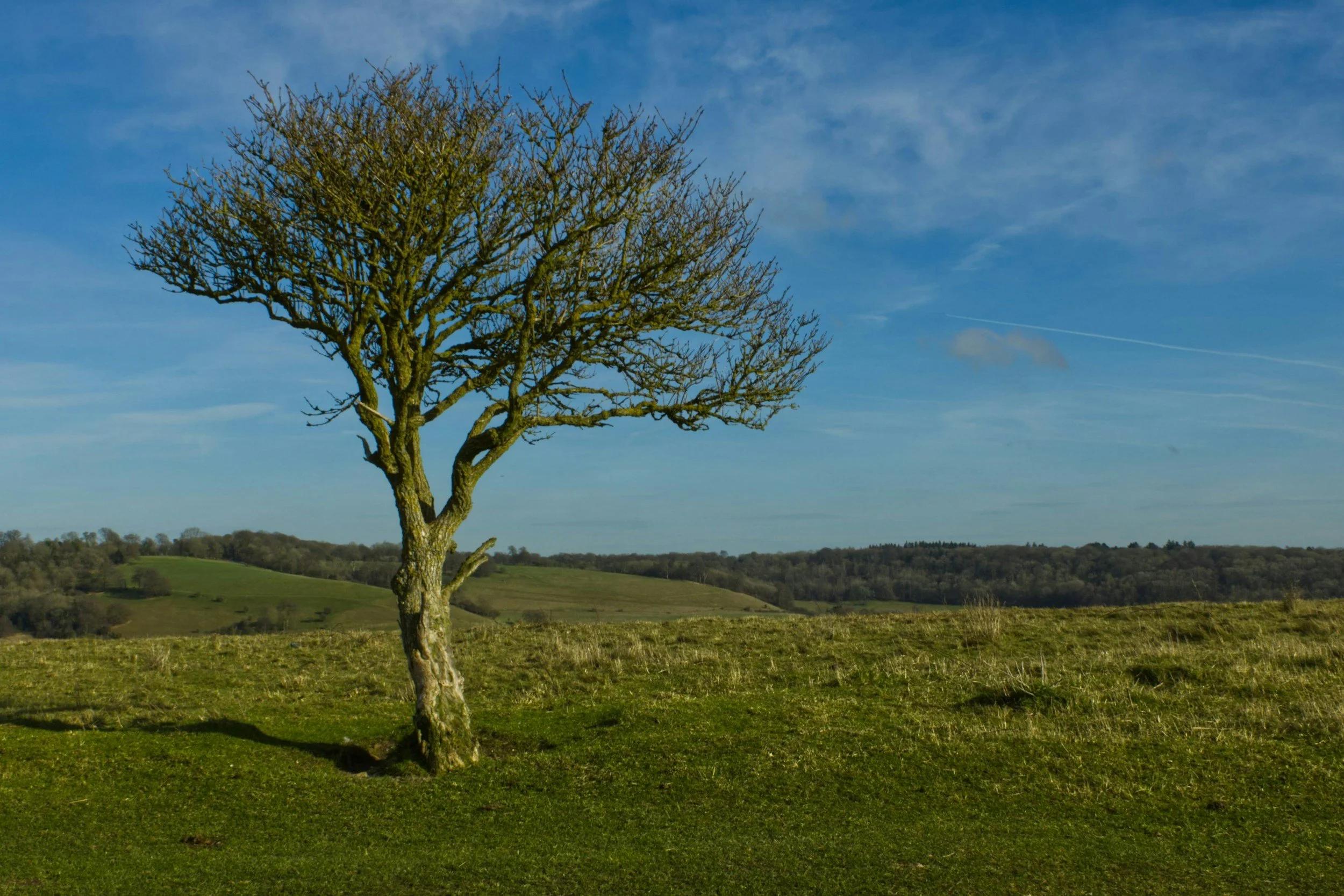 A lone leafless tree on a grassy hill with rolling hills and a blue sky with wispy clouds in the background.