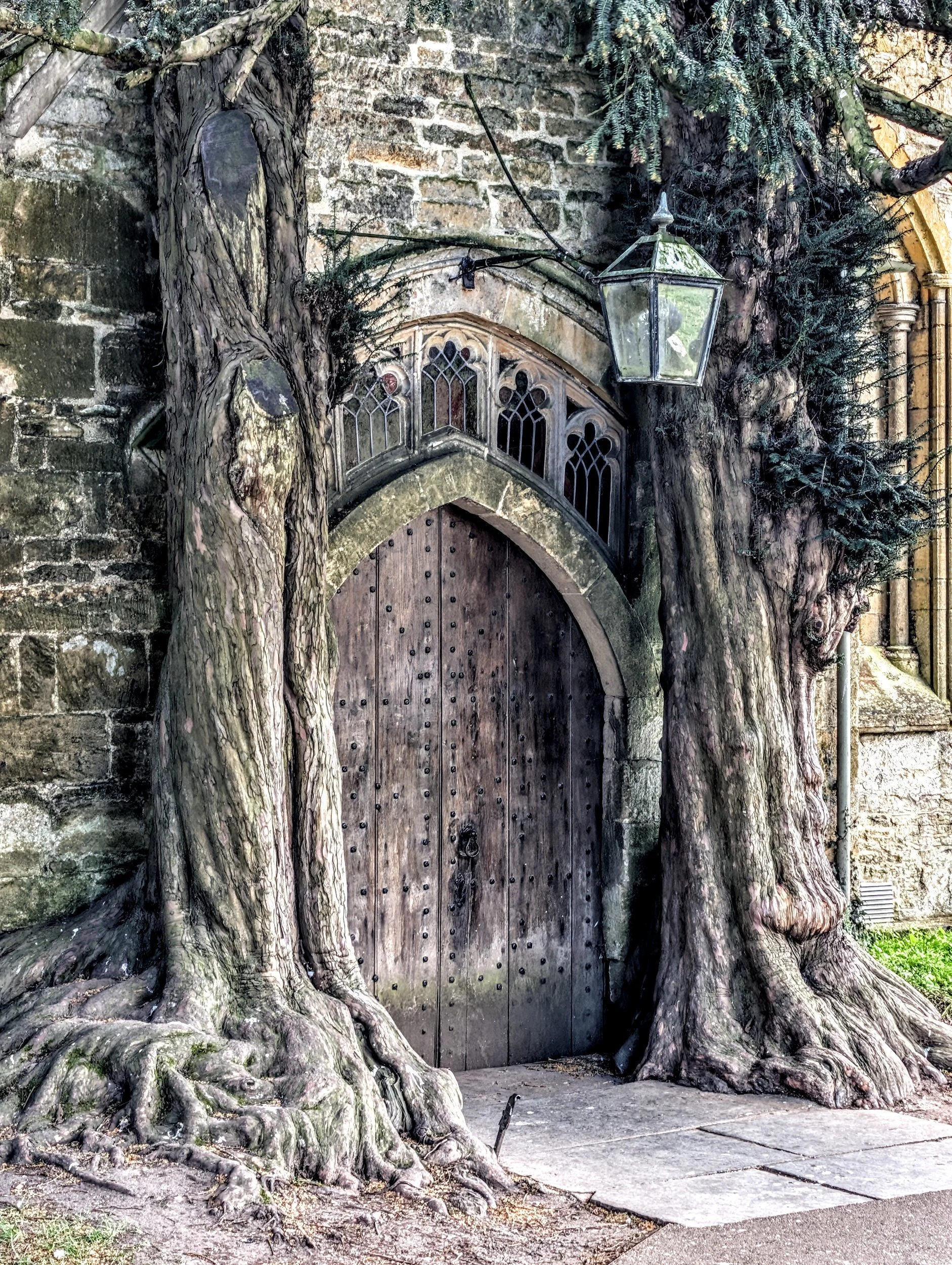 A large, old tree with wide, roots and branches growing around a wooden door set into a stone wall. A vintage-style lantern hangs from the tree near the door.