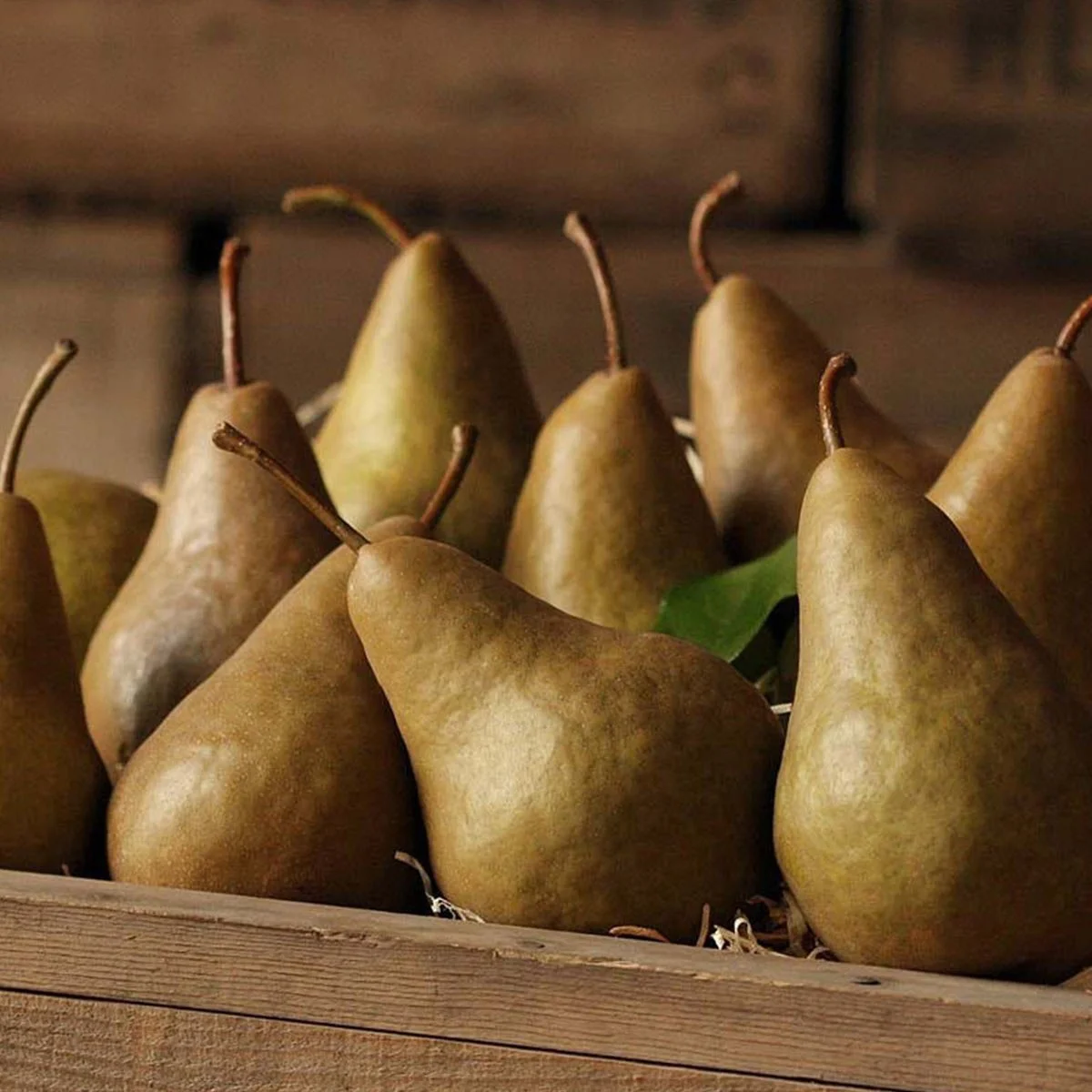TFC-Bosc-Pears.jpg