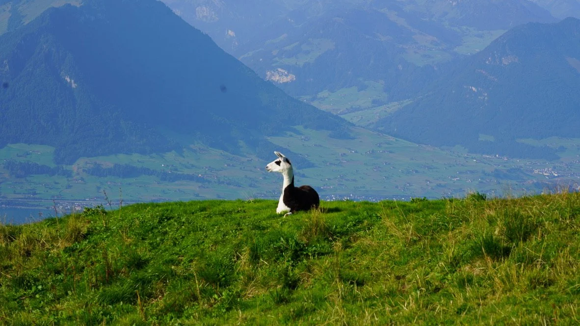 A llama sitting on a green grassy hill with mountains in the background.