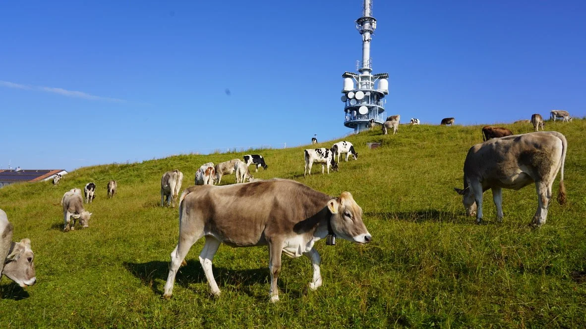 Cows grazing on a grassy hill with a large radio tower in the background under a bright blue sky.