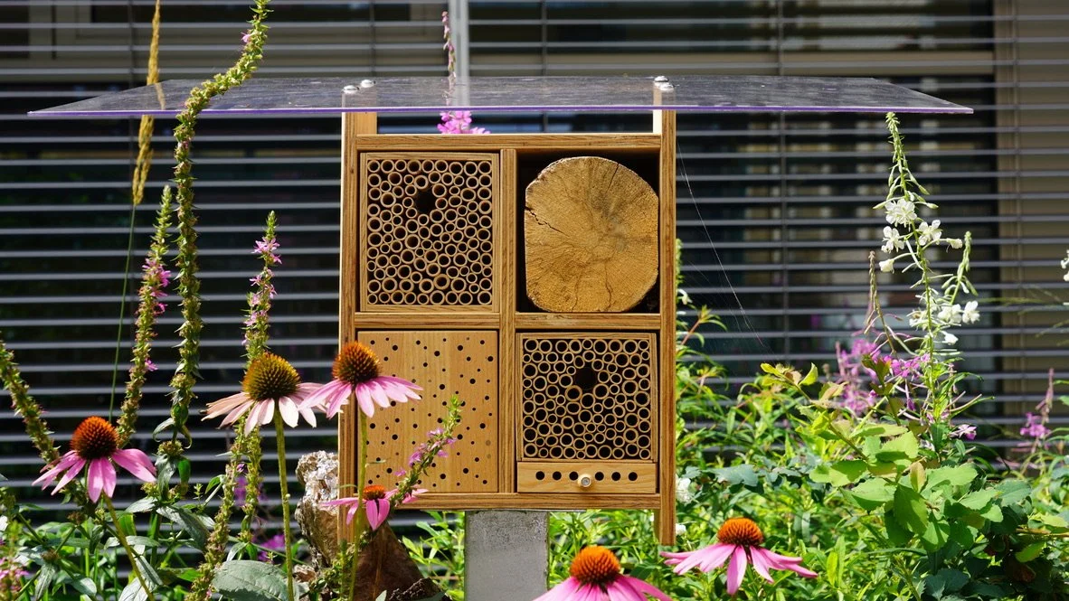 A wooden bee hotel mounted on a post surrounded by pink coneflowers and other garden plants, with window blinds in the background.