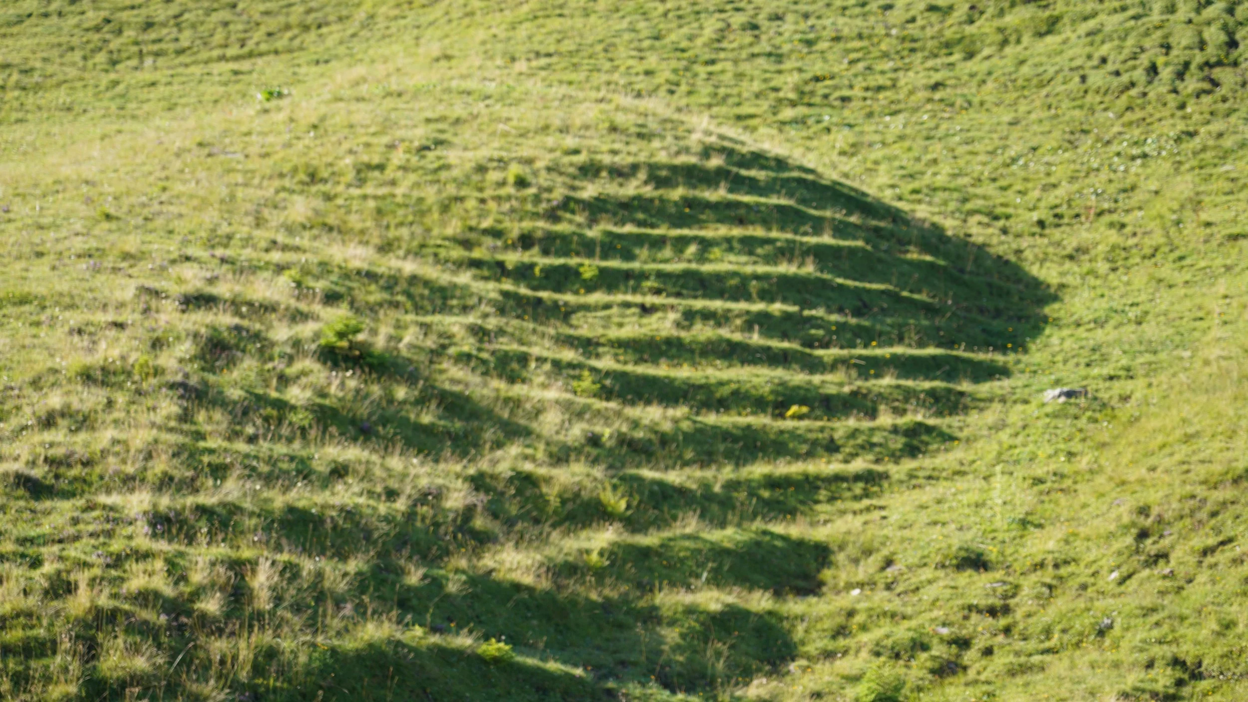 Shadow of a tree cast on a grassy hillside with multiple horizontal rows of shadow.