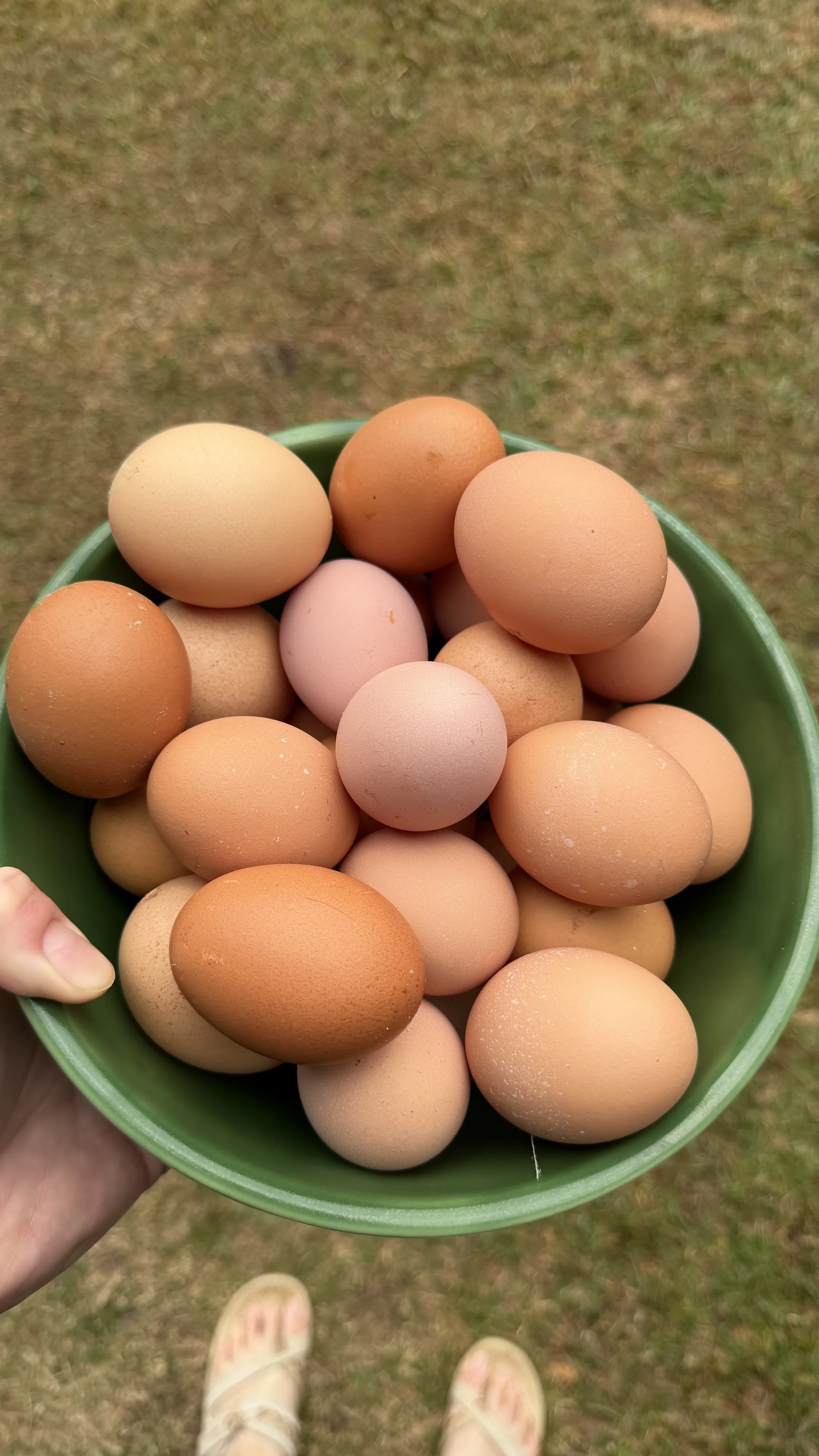 Fresh, Pasture Raised Eggs - 1 Dozen (Farmstand Pickup)