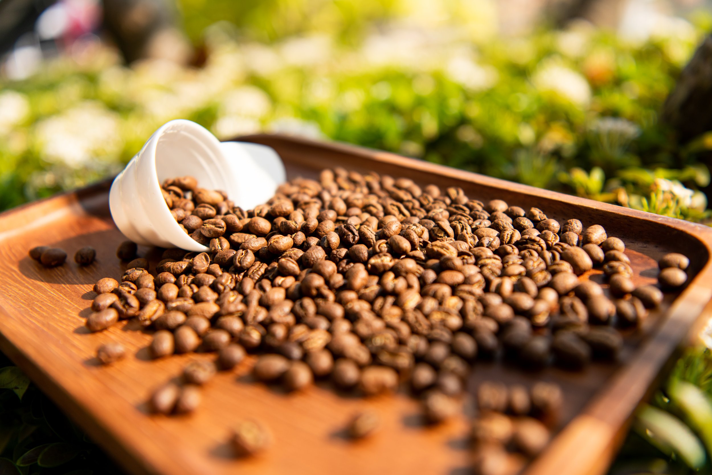 Coffee beans spilled on a wooden tray with a white cup laying on its side.
