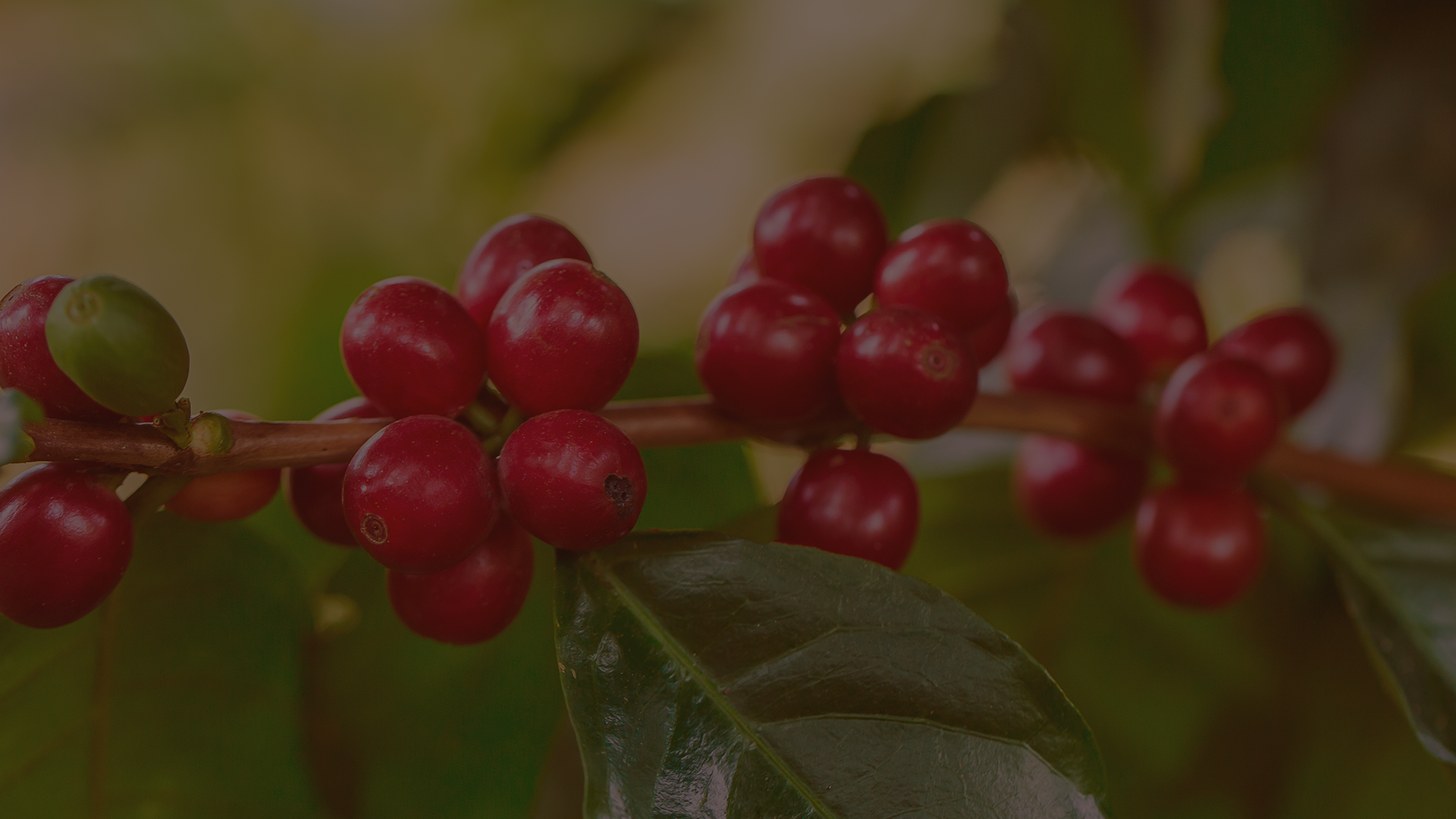 Close-up of a branch with ripe red coffee cherries and green leaves.