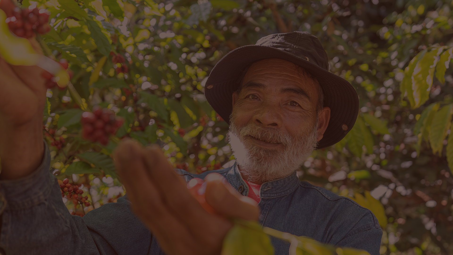 An elderly man with a white beard and mustache smiling while picking coffee cherries in a coffee plantation, wearing a wide-brimmed hat and denim shirt.