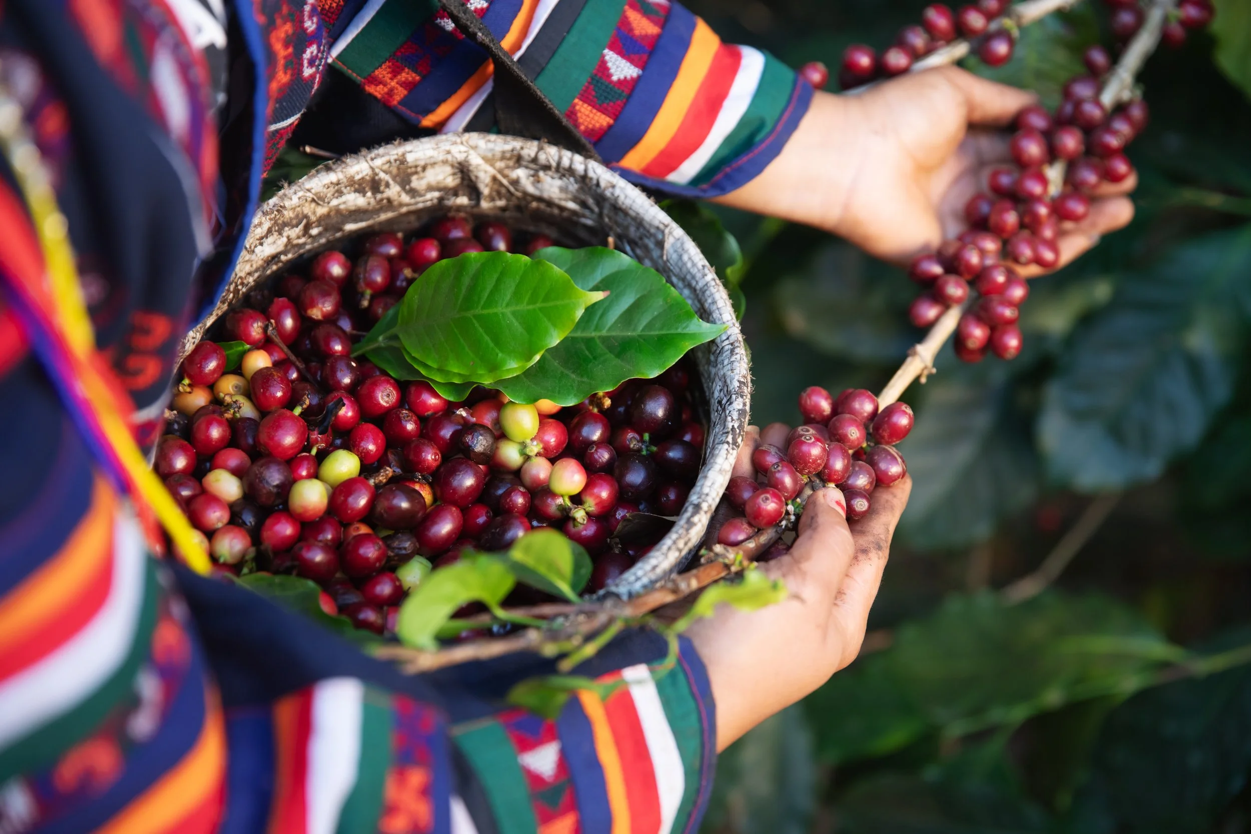 Close-up of a person's hands collecting ripe coffee cherries into a basket, surrounded by green coffee plant leaves, wearing a colorful striped shirt.