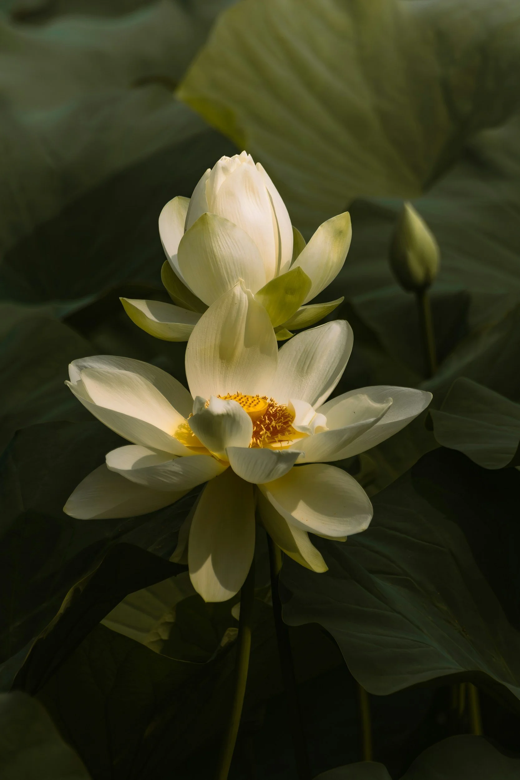 A light-colored lotus flower in full bloom with surrounding large green lotus leaves.