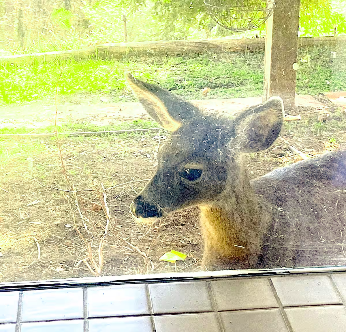 deer.png