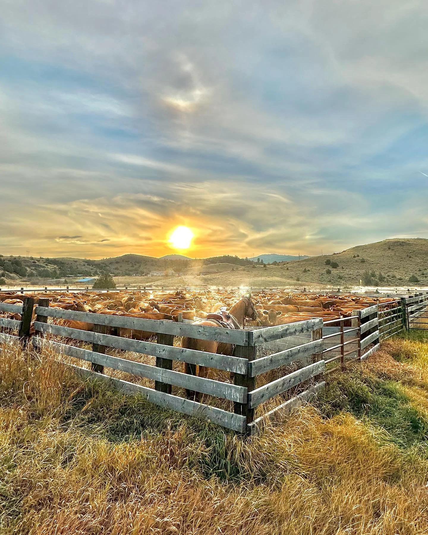 .
.
.
.
.

 #cattle #rancher #ranchy #beefcattle #redangus #redanguscattle #ranch #ranching #cattlerancher #cattleman #ranchinglife #agriculture #cowsofig #cowmen #livestock #redangusnation #agproud #cowsofinstagram #ranchlife  #cattleranch #agricult