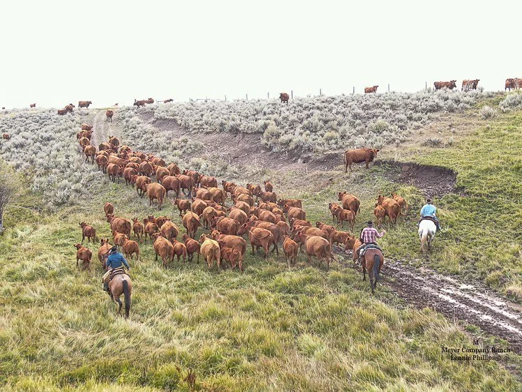 Well, it&rsquo;s smoky, it&rsquo;s rainy and it&rsquo;s been 32 in the morning&hellip;.not sure what season we&rsquo;re in! #meyercompanyranch .
.
.
.
.
 #cowboy #rockymountains #cowboysofinstagram #ranchlife #ranchinglife #ranch #rancher #ranching #