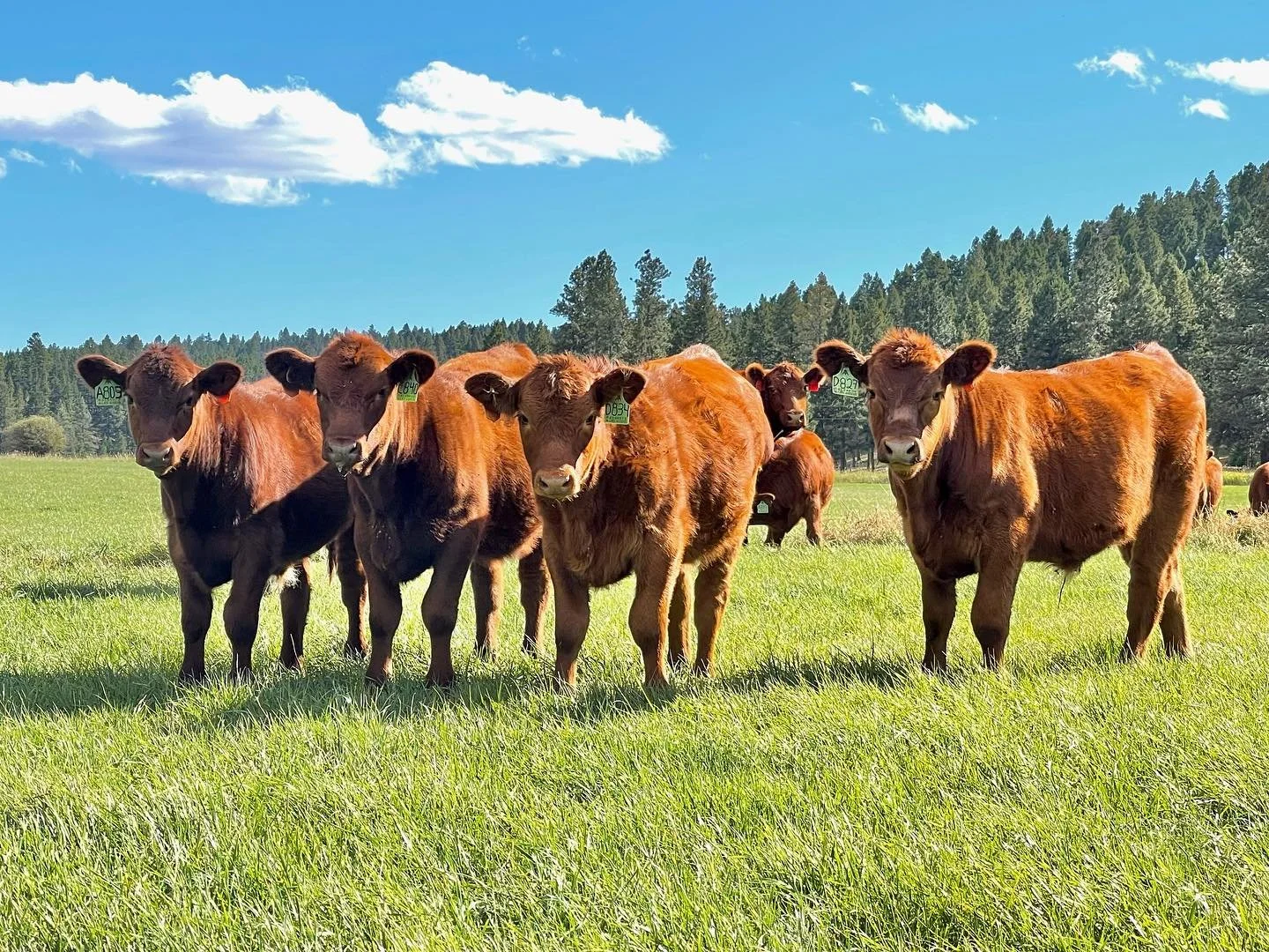 #meyercompanyranch .
.
.
.
.
 #cowboy #rockymountains #cowboysofinstagram #ranchlife #ranchinglife #ranch #rancher #ranching #ranchhand #ranchwork #ranchy #westernmontana #cattleranch #americancowboy #cattleman #cowboyway #ranchin #westernlife #justr