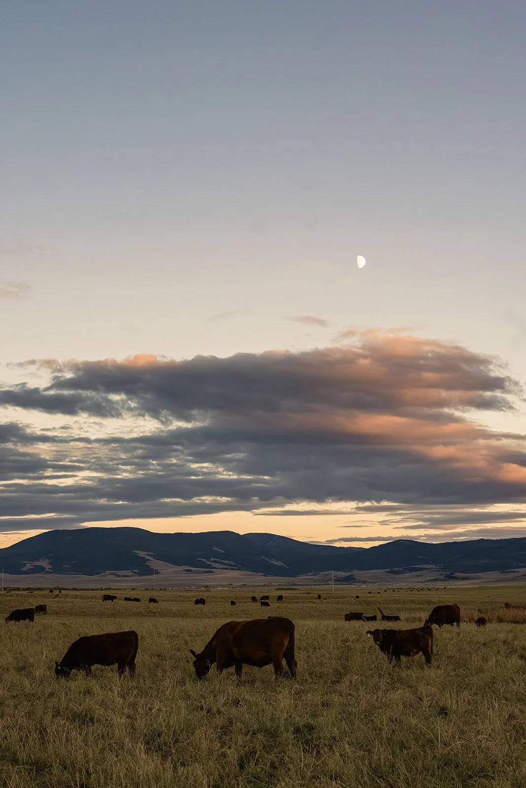 Cows grazing on a field with mountains in the background during sunset, with the moon visible in the sky.