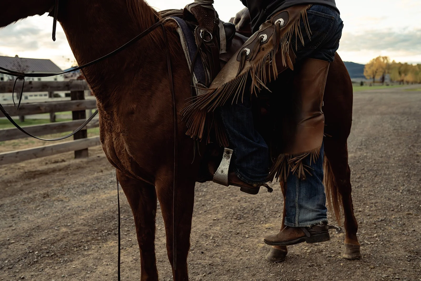 Person riding a brown horse, wearing cowboy boots, jeans, and a fringed leather chaps, on a dirt pathway outdoors at sunset.