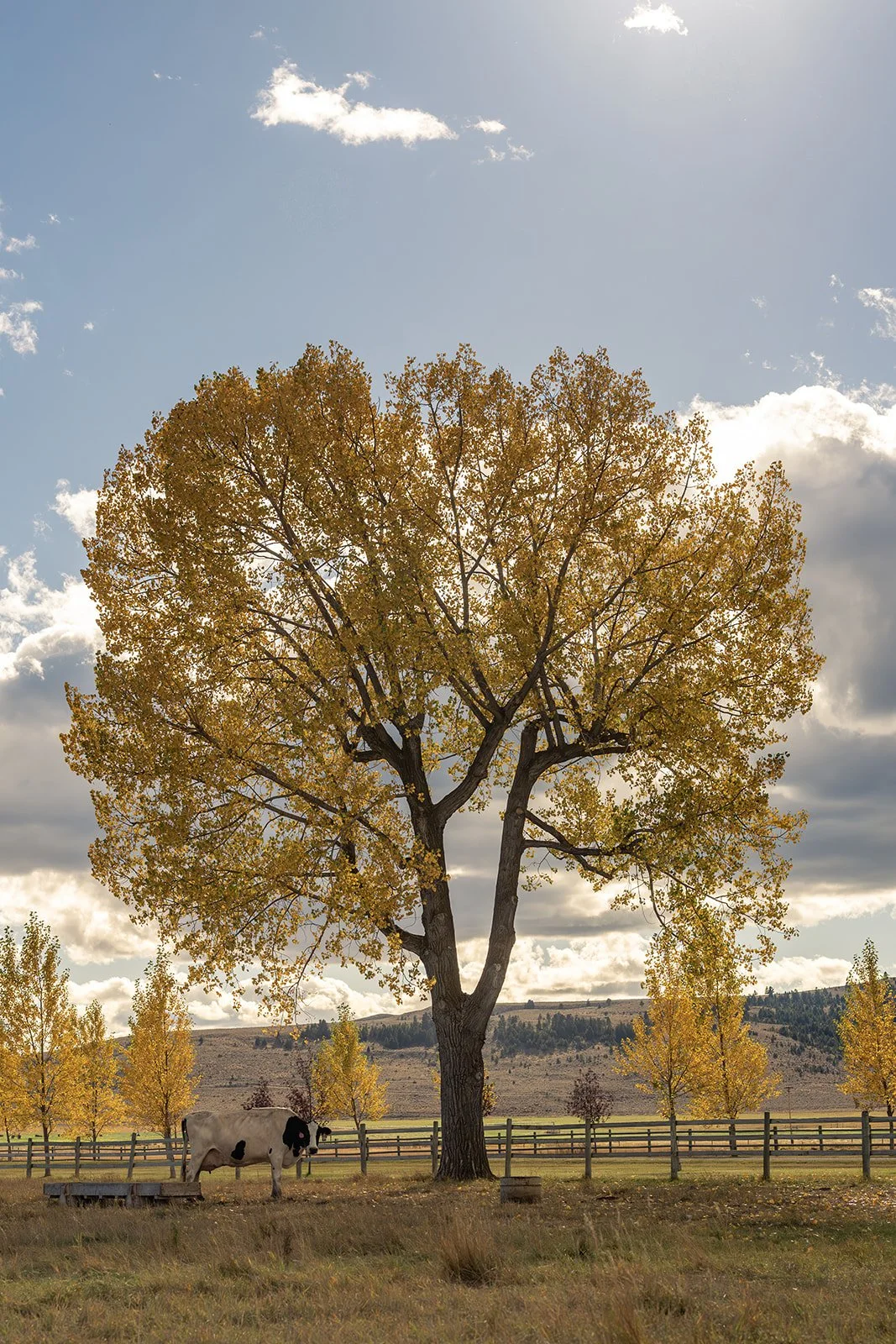 A large tree with yellow leaves on a farm, with a black and white cow standing near the tree, a wooden fence, and a hilly landscape in the background under a partly cloudy sky.