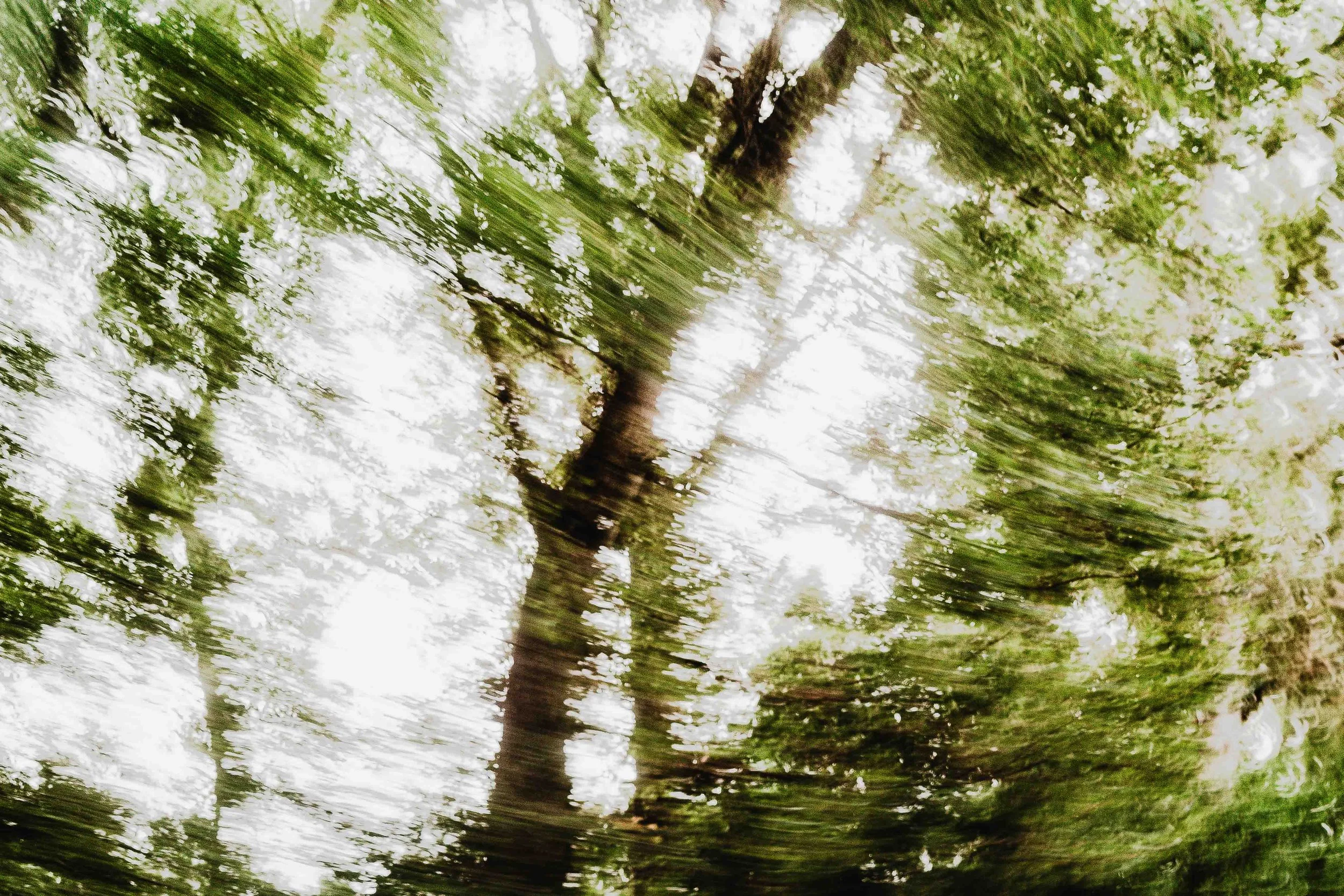 Vue d'un arbre avec des branches et des feuilles vertes vues depuis le sol, avec un ciel lumineux en arrière-plan.