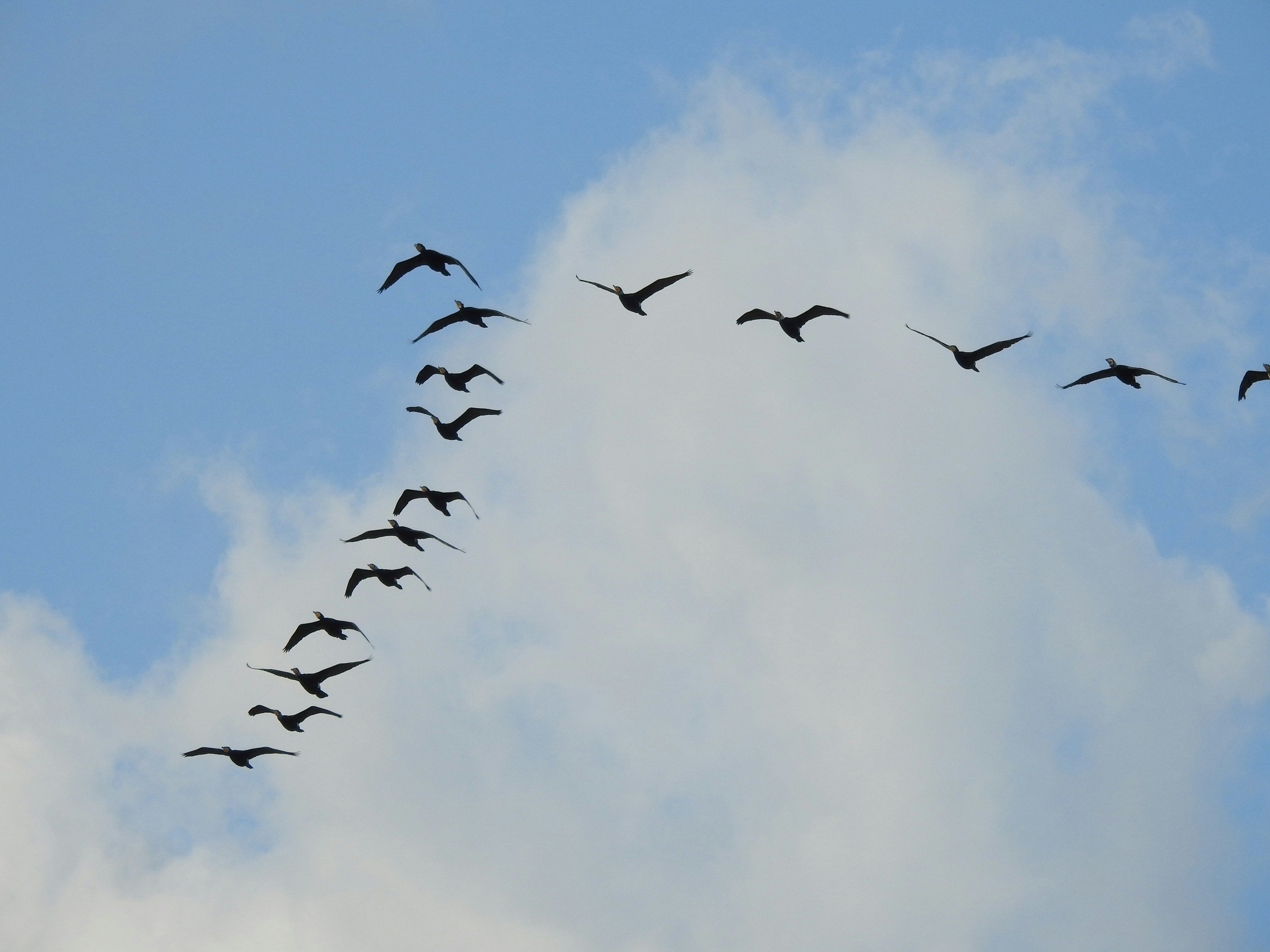 A flock of birds flying in a V formation across a blue sky with white clouds.