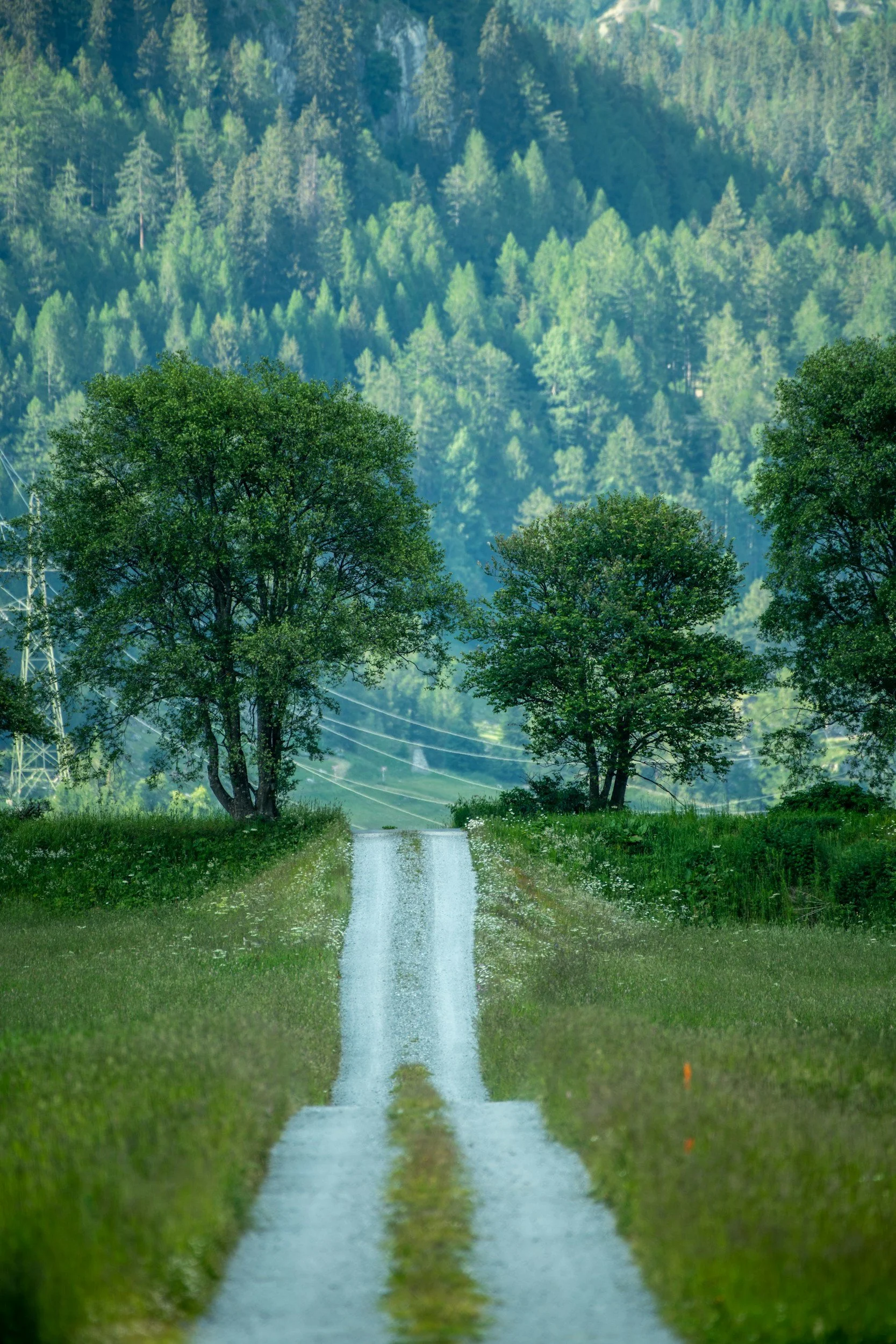 A dirt road with tire tracks runs through a green field, flanked by trees on either side, with a dense forested mountain in the background.