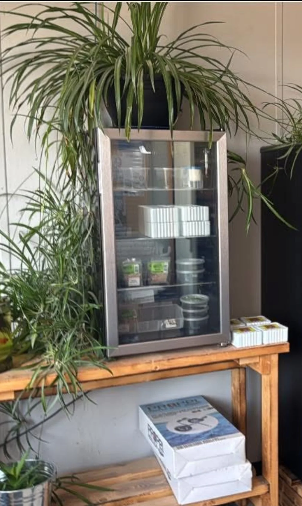 Fresh Baits : Maggots, Worms ( Jumbo Dew Worms ) ( Trout Worms ) Special Color Worms, Leeches and Giant Meal Worms