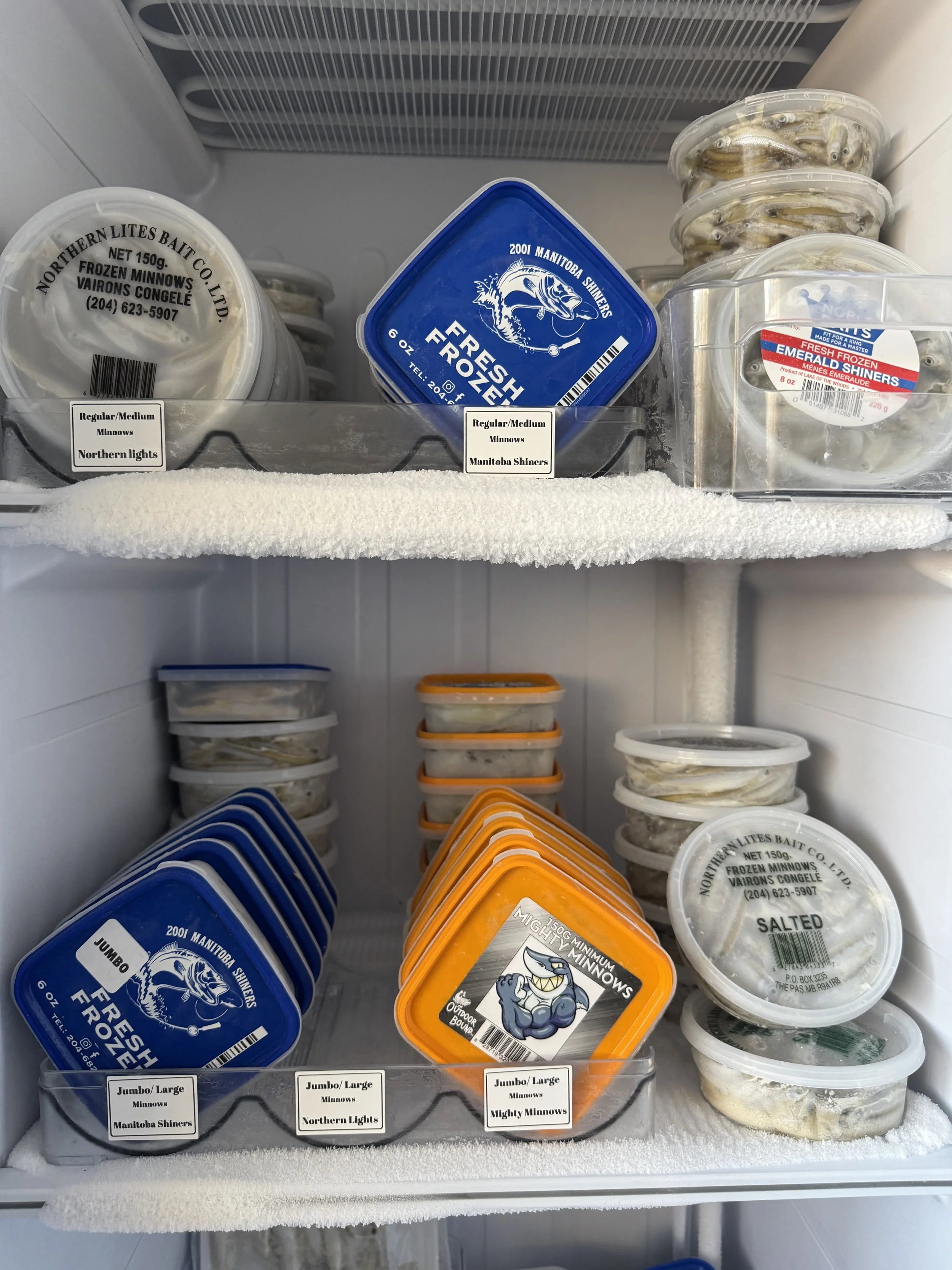 Frozen Bait : Minnows, Smelts, Herring,