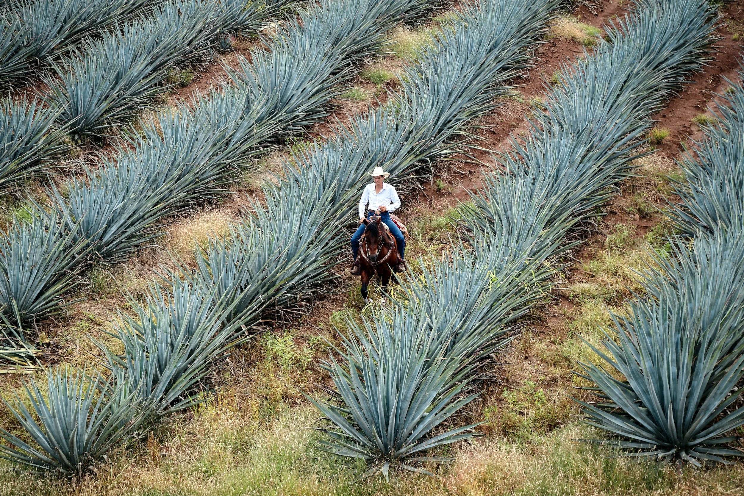 A man wearing a white cowboy hat and white shirt riding a horse through rows of blue agave plants on a farm.