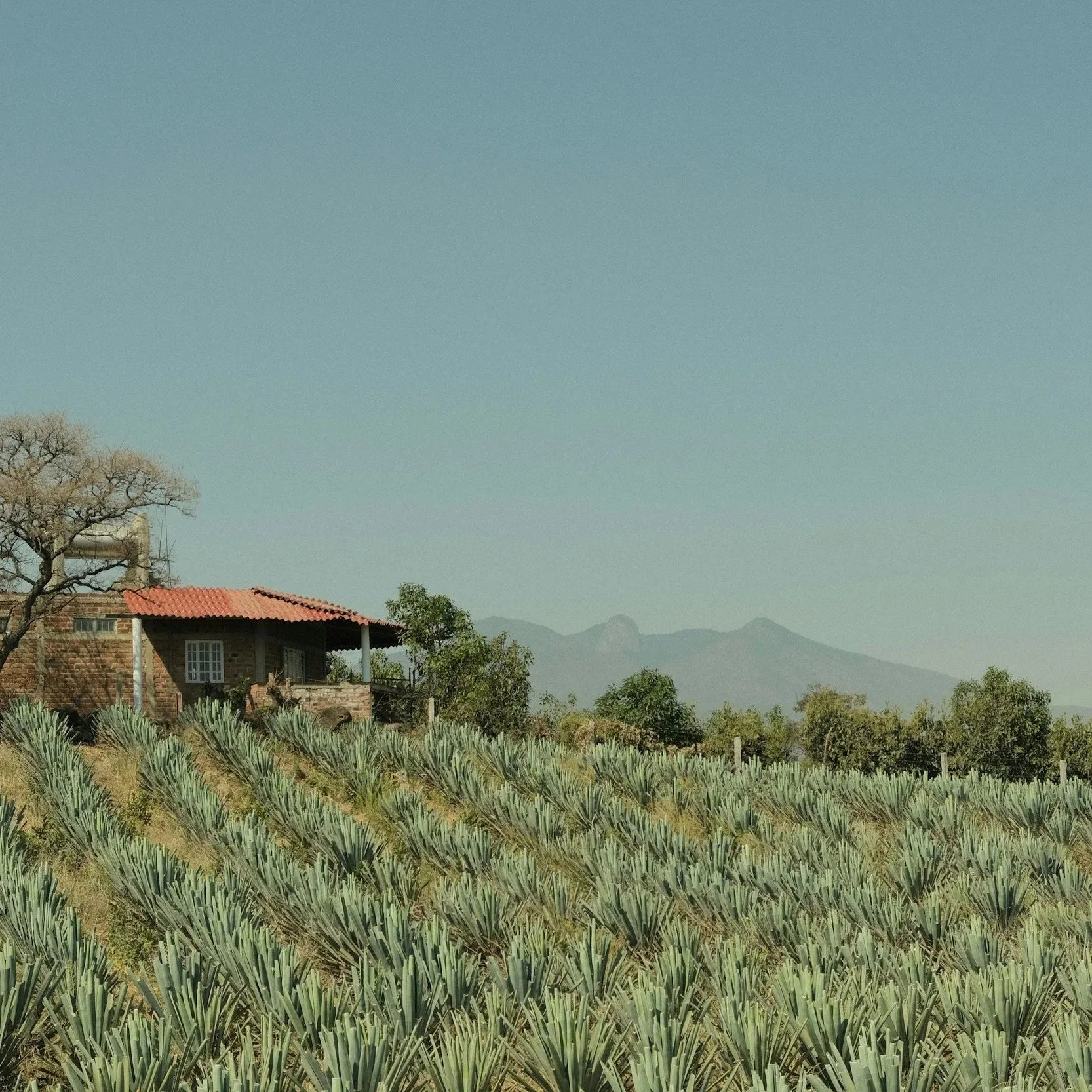 A rural scene with a house, vineyard, and mountain in the background under a clear sky.