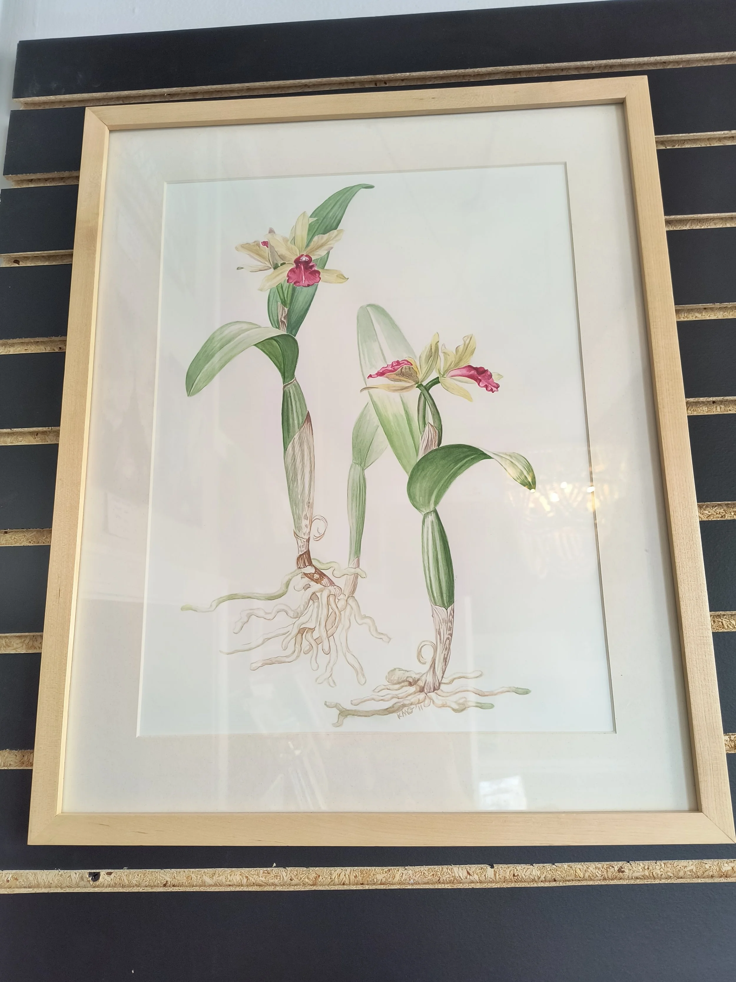 Kathleen Garnes - Bicolor Cattleyas .jpg