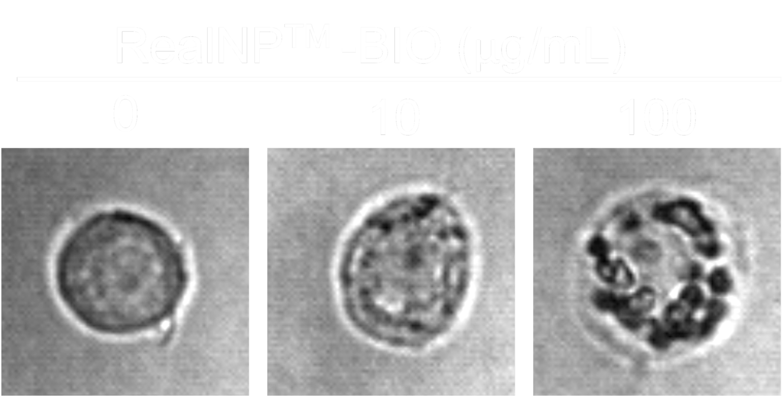 Black and white microscopic image showing three round cells, with a bar chart overlay indicating levels of ReaLNP™-BIO in micrograms per milliliter, ranging from 0 to 100.