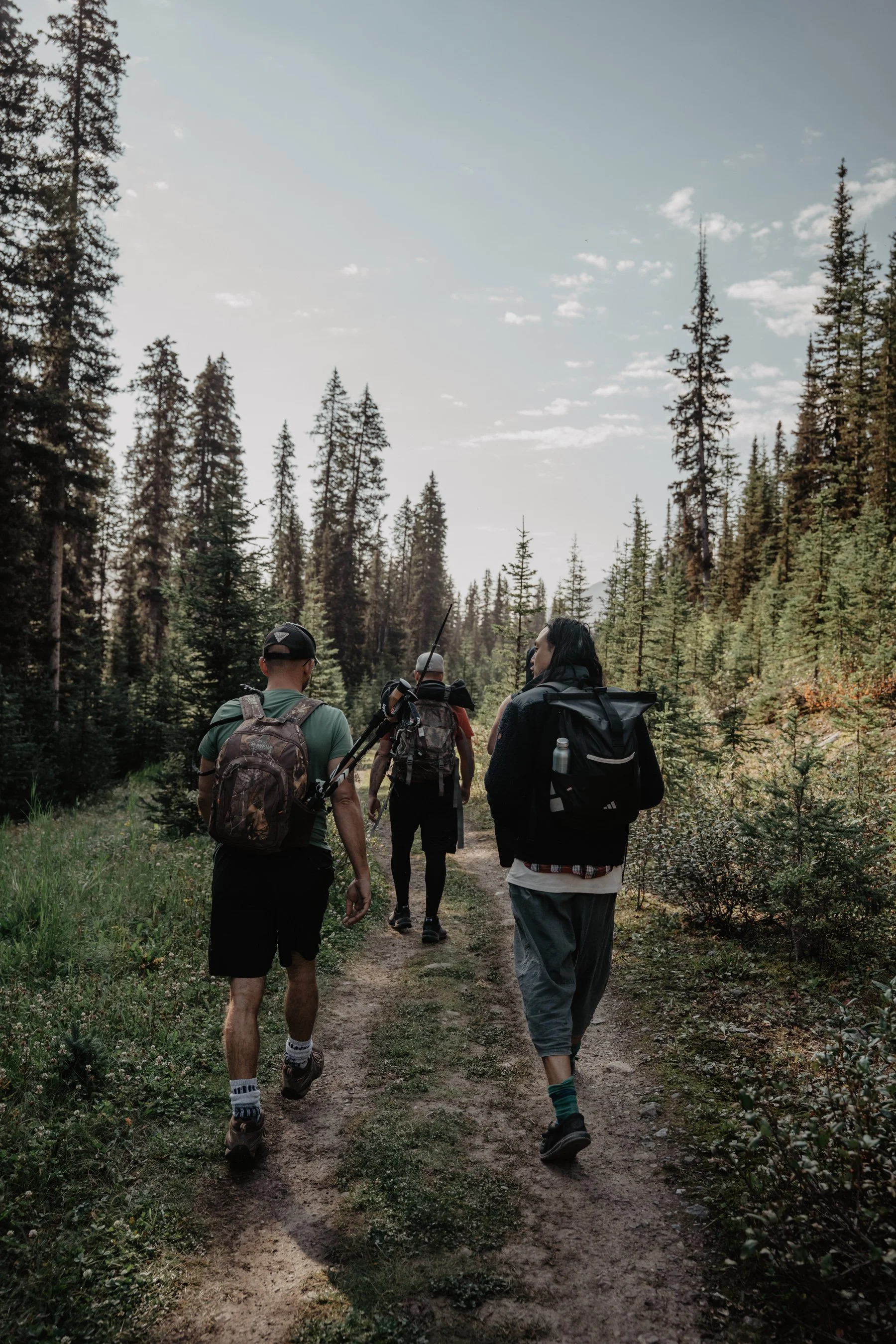 Three people hiking on a trail through a dense forest of tall pine trees.