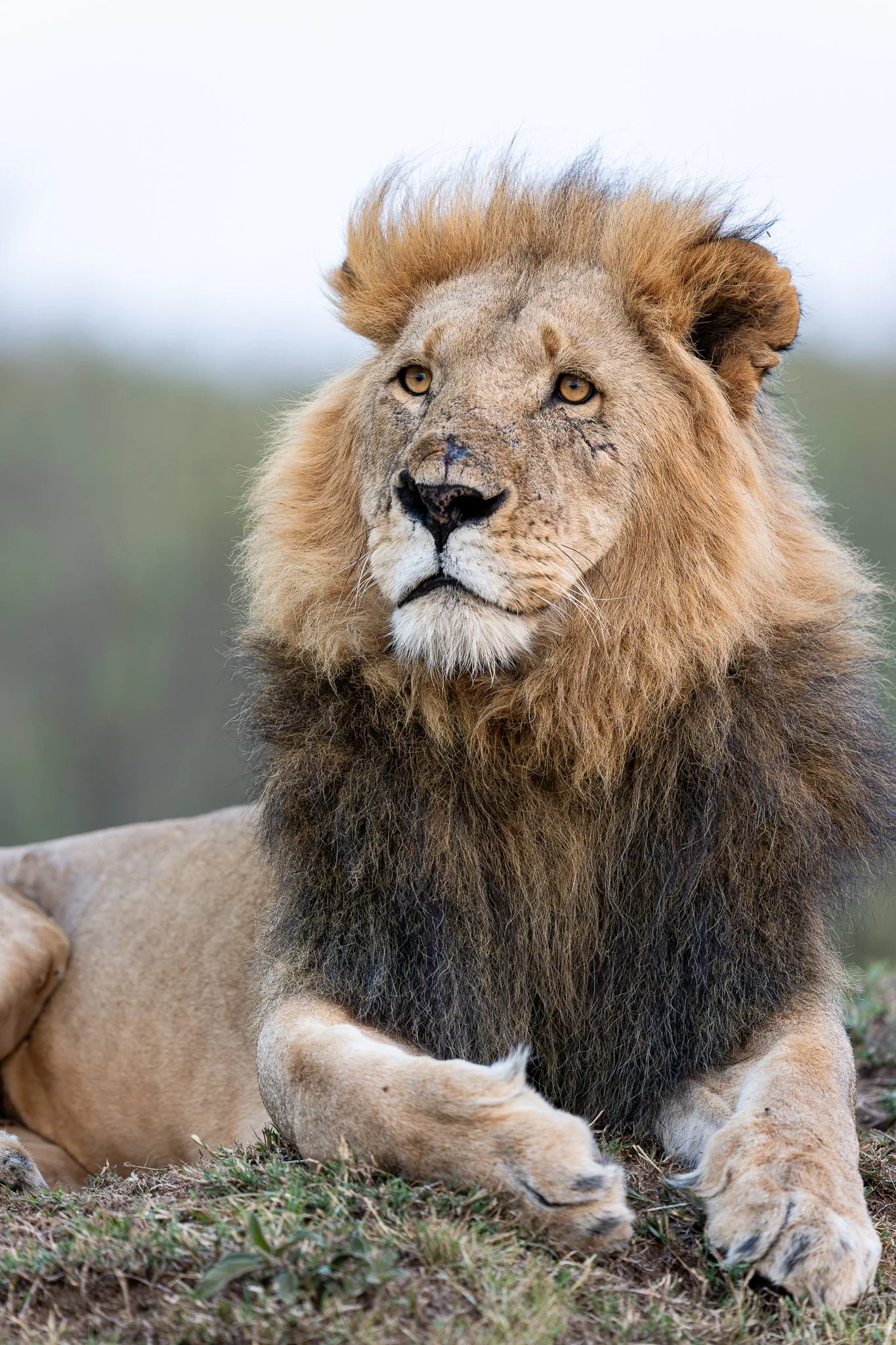 mara_lion2.jpg