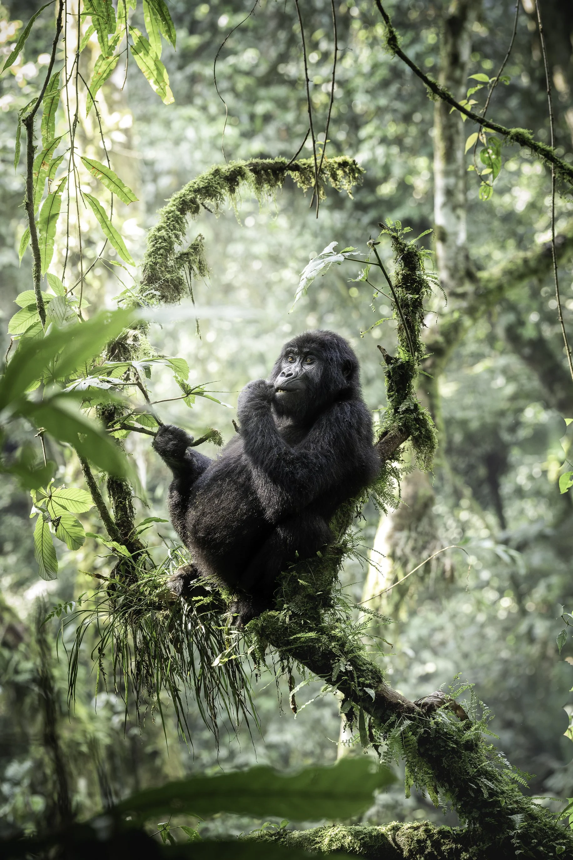 gorilla 103.jpg