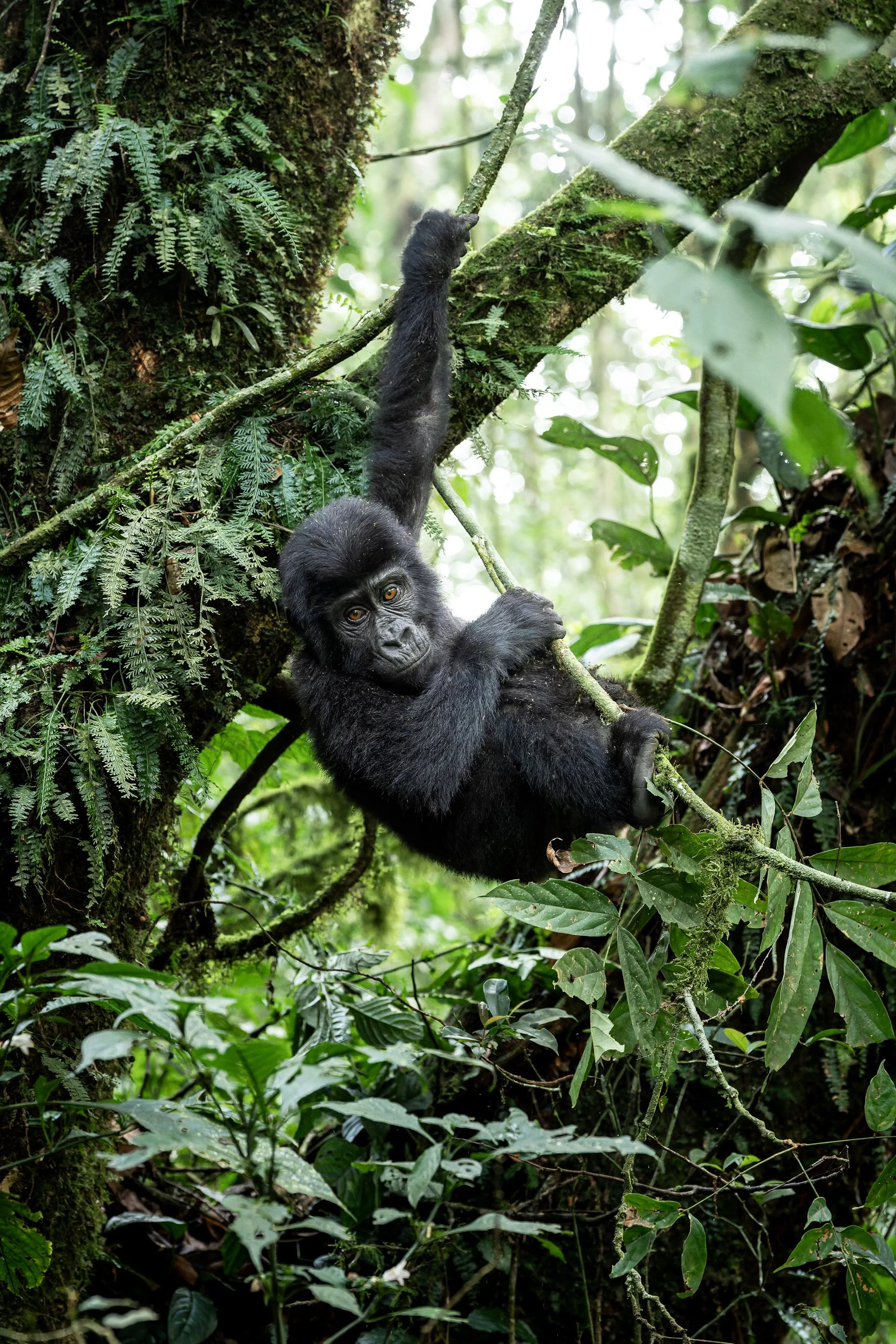gorilla+srgb_new1.jpg