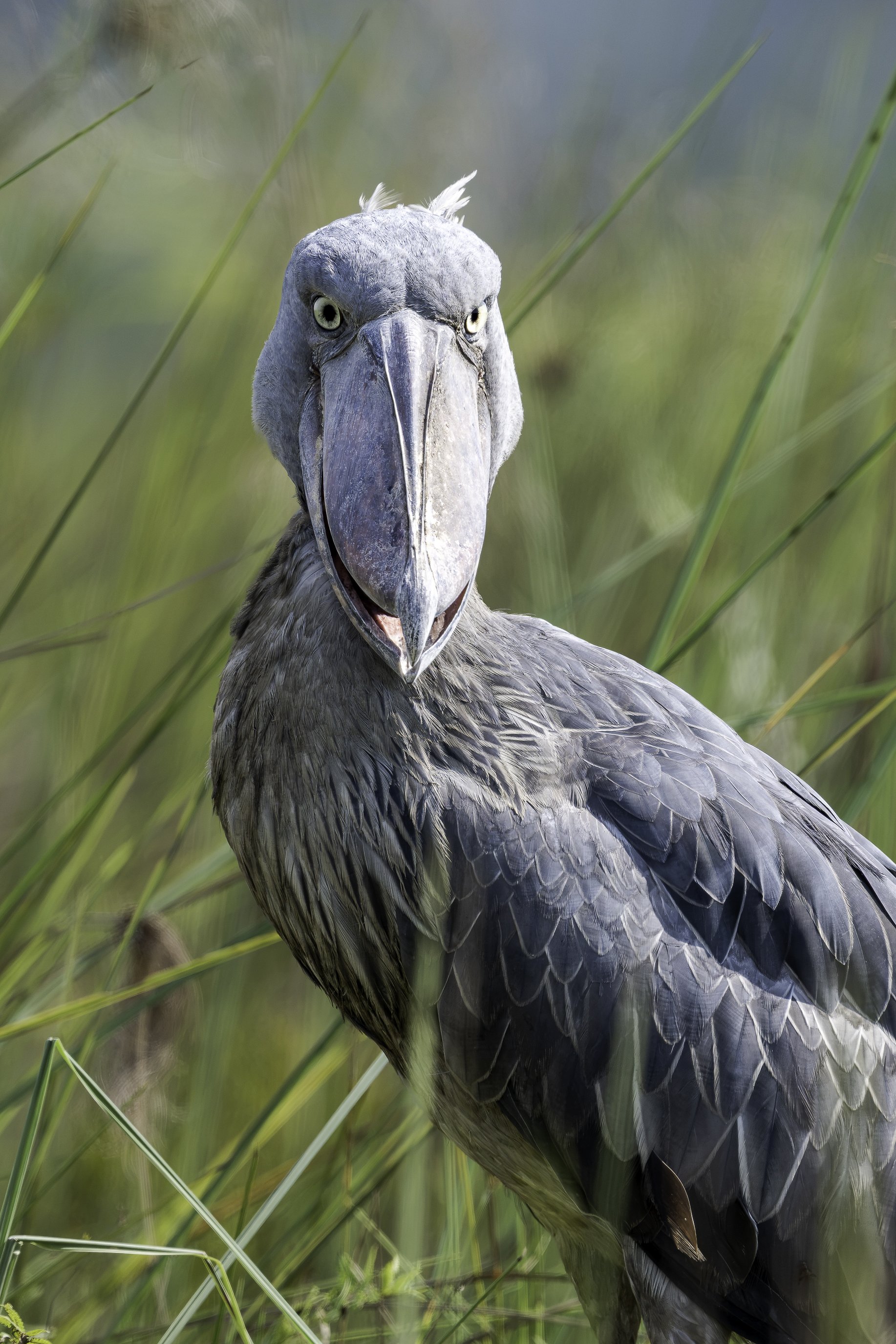 shoebill 1-2.jpg