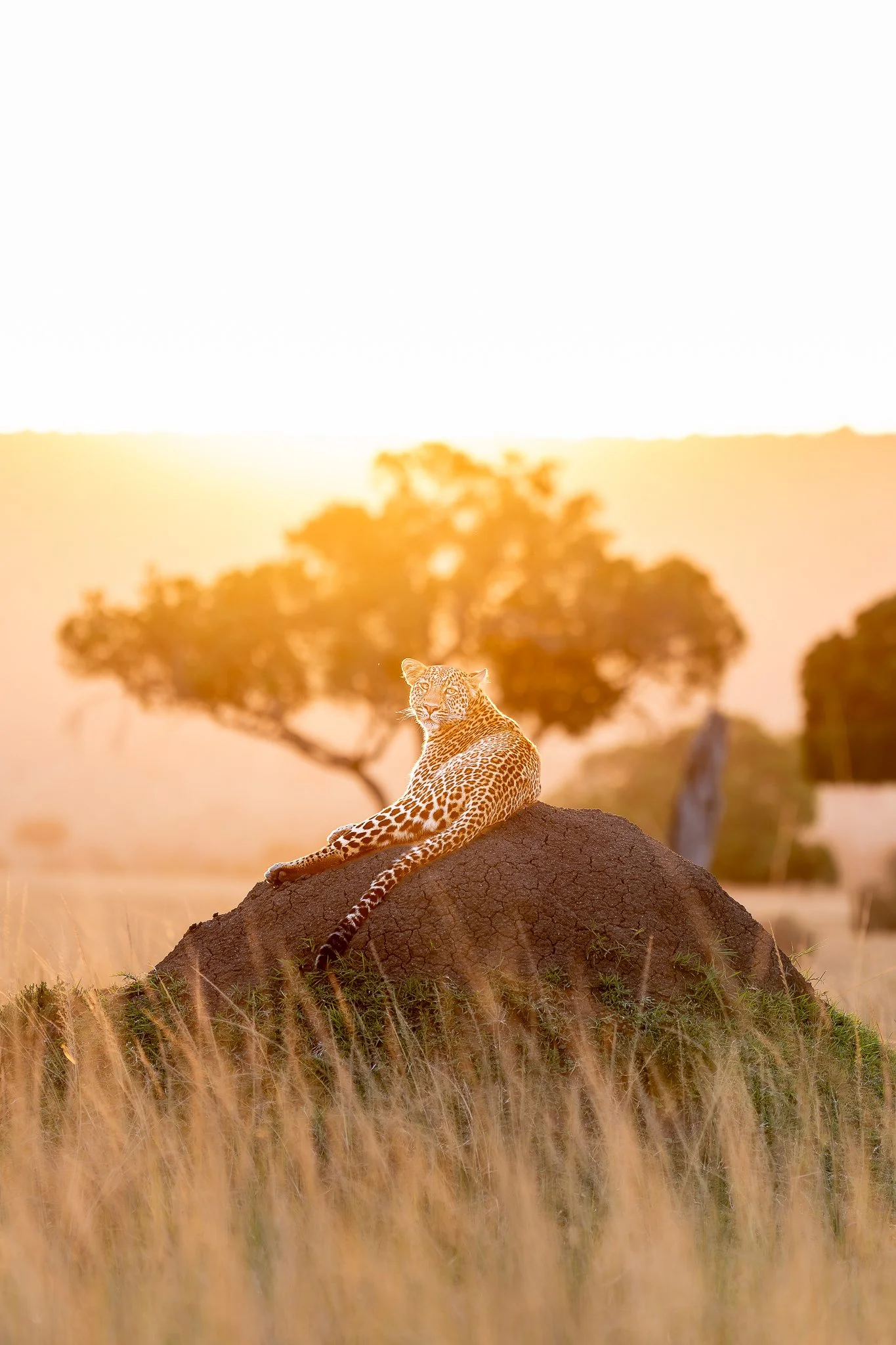 mara_cheetatree-2.jpg