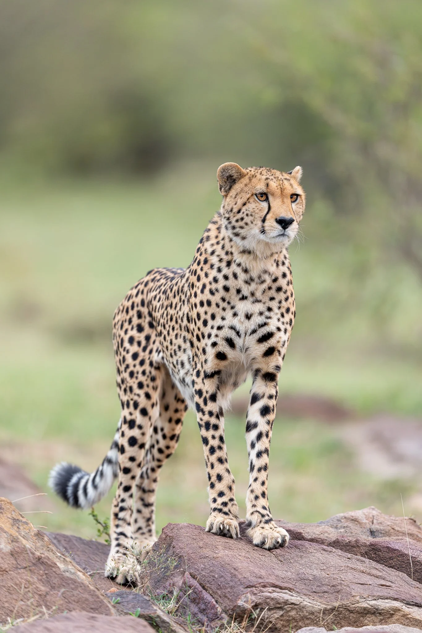 mara_cheetah.jpg