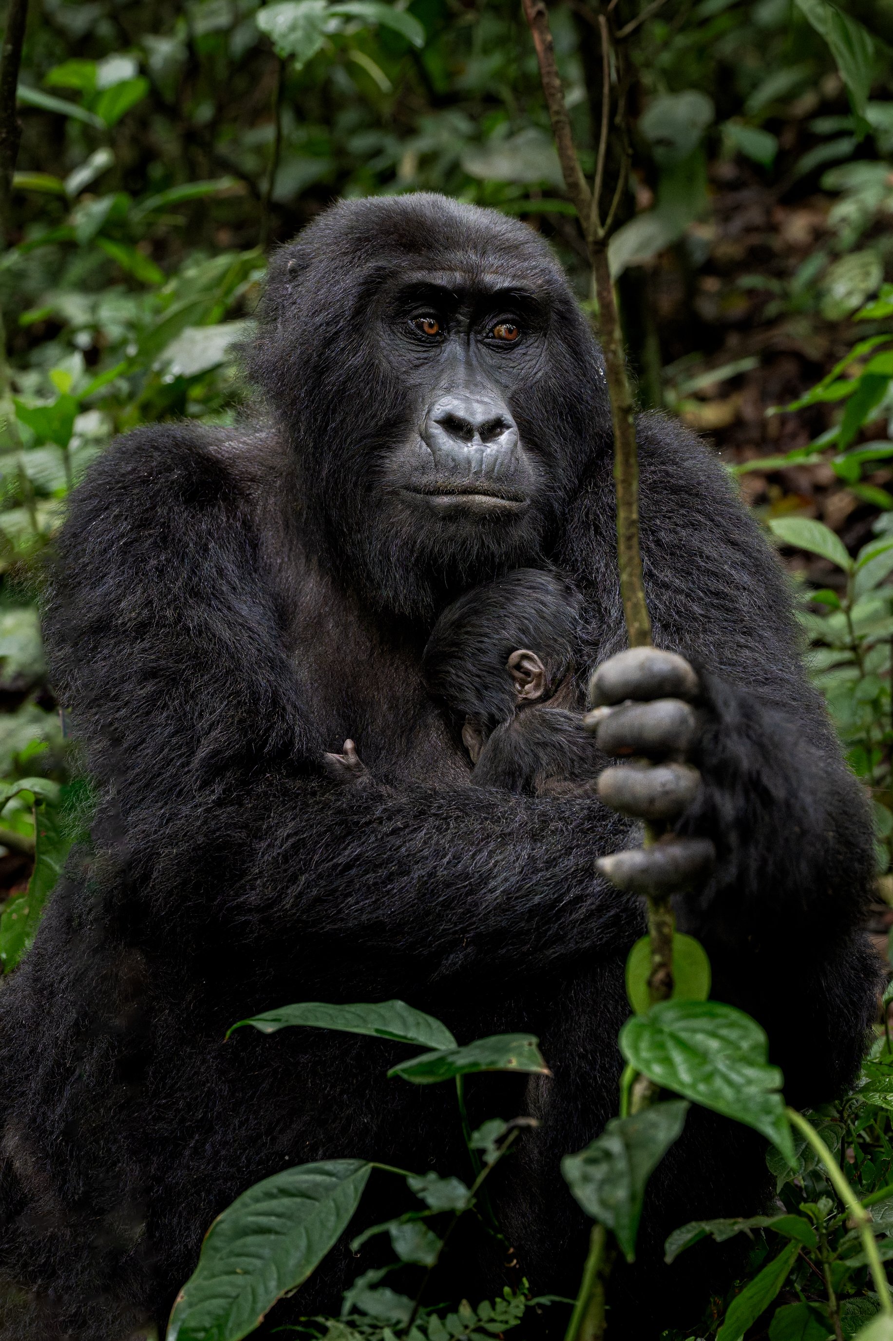 gorilla+srgb_new15.jpg