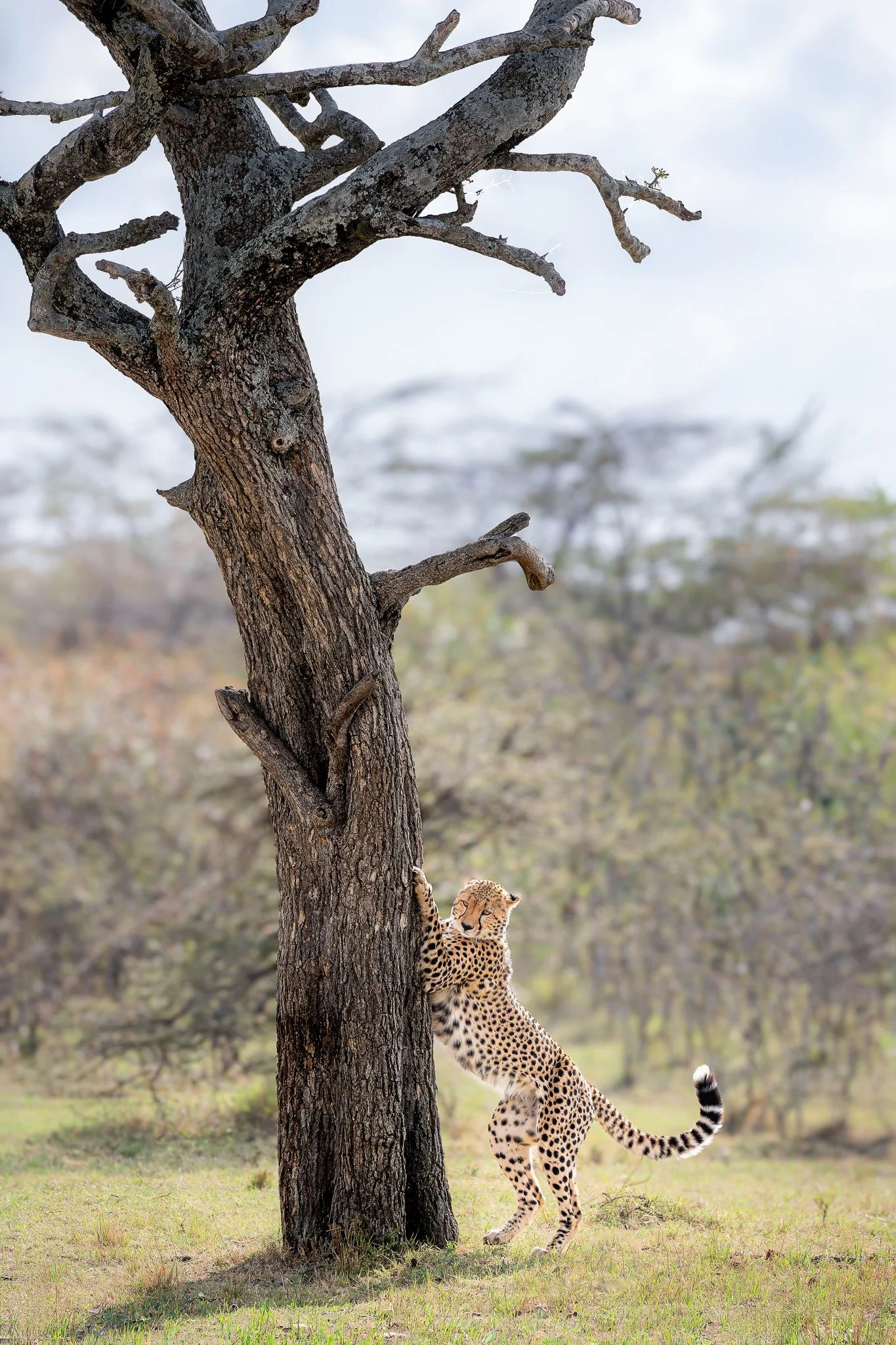 mara_cheetatree.jpg