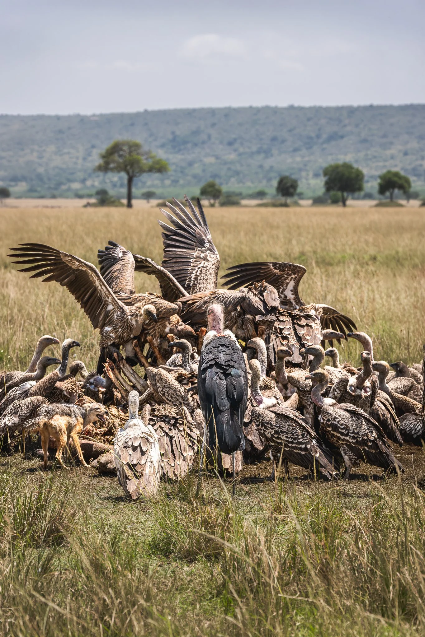 mara_scavengers.jpg