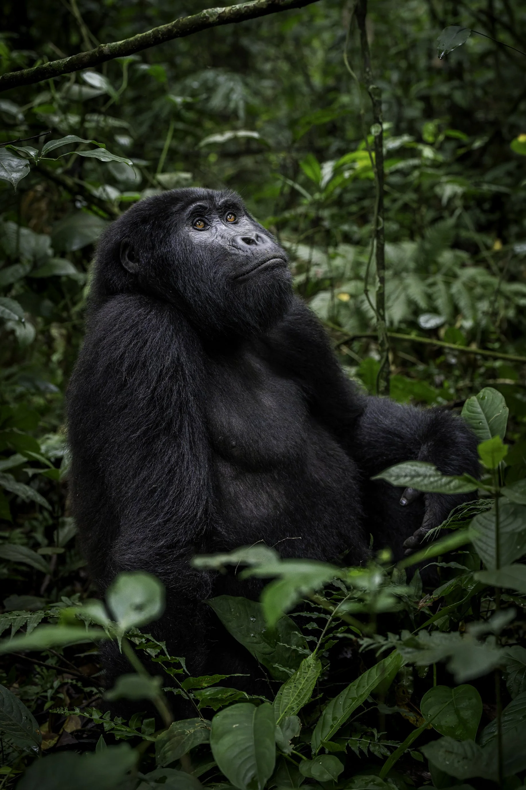Gorrilla3.jpg